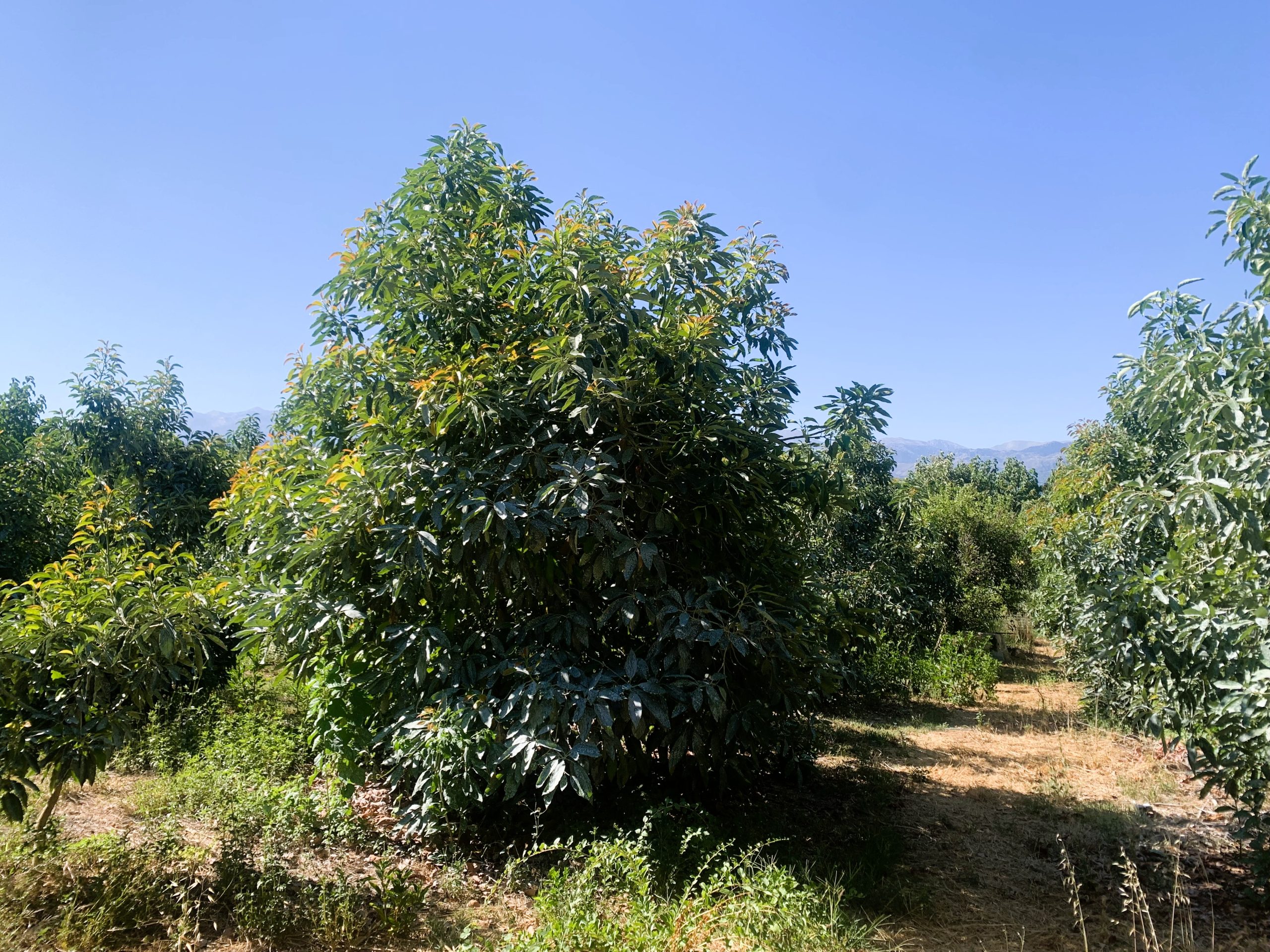 Bagordakis and Partners