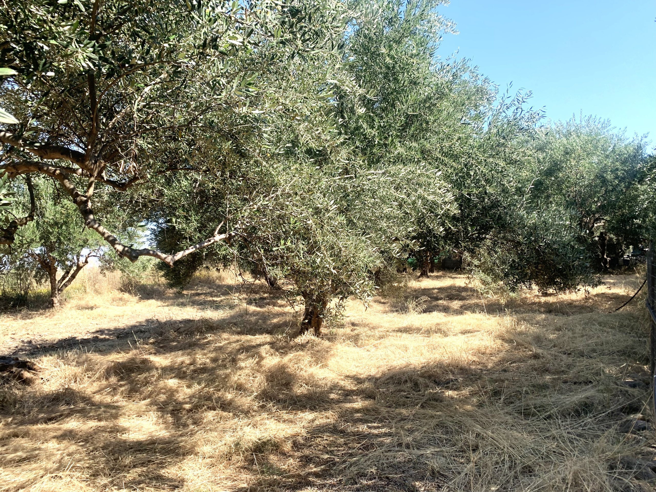 Bagordakis and Partners