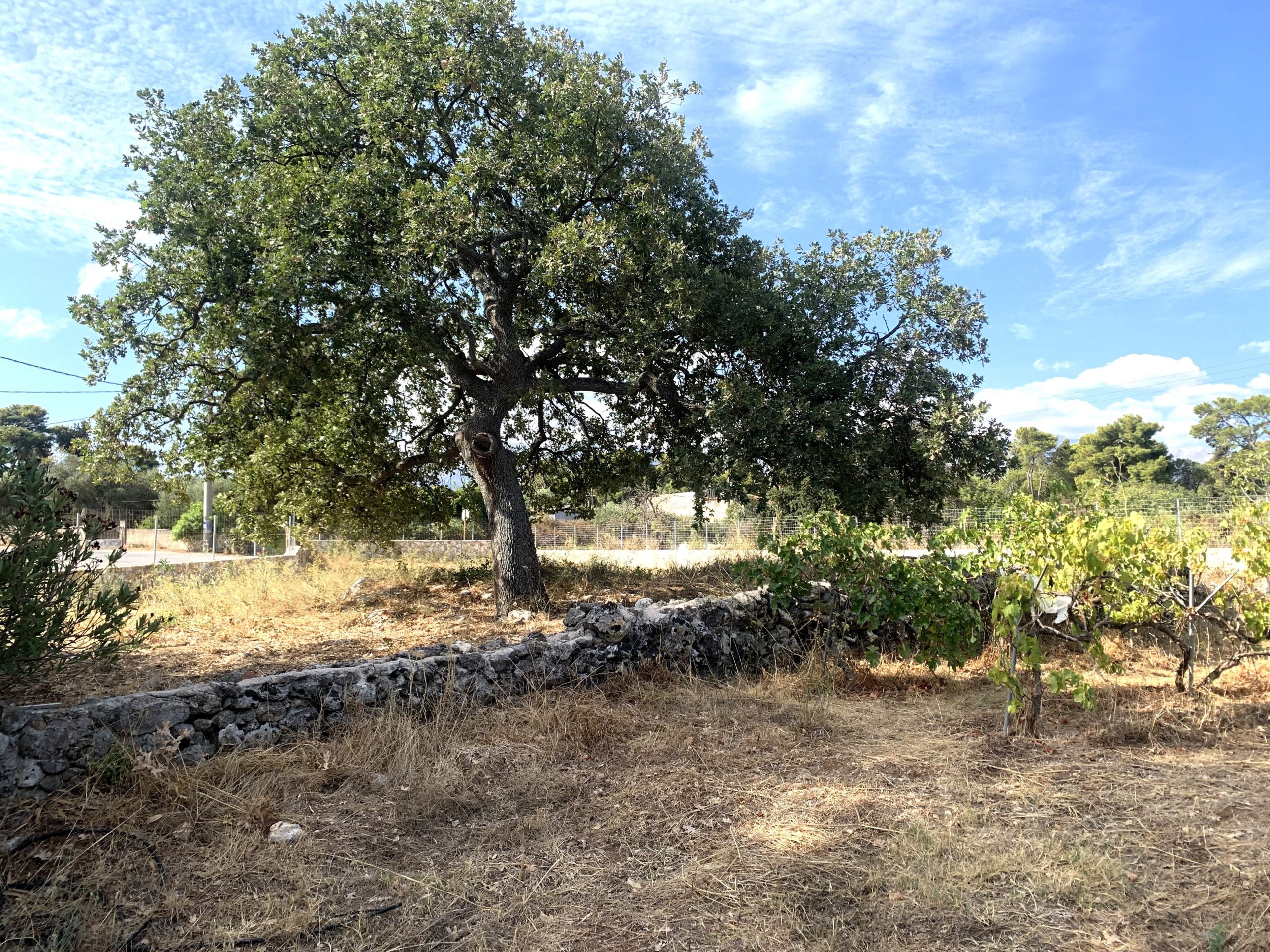 Bagordakis and Partners