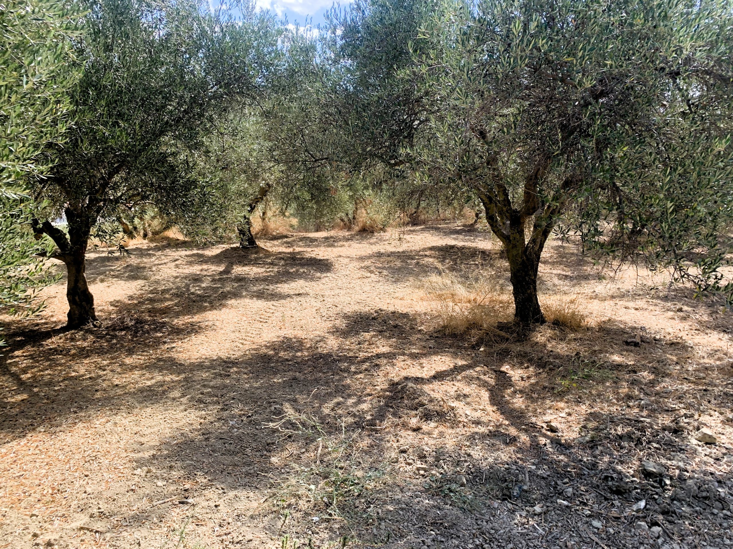 Bagordakis and Partners