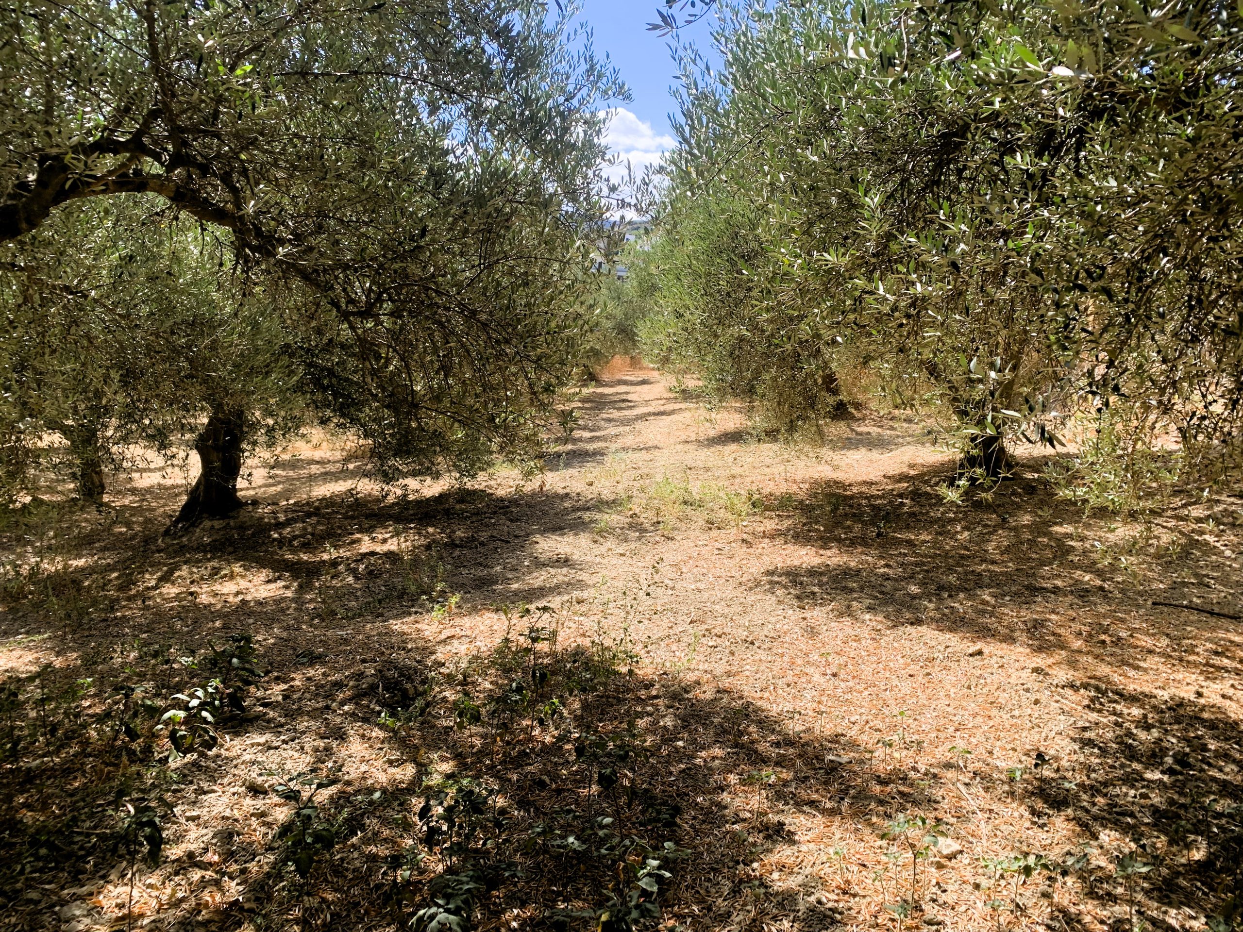 Bagordakis and Partners