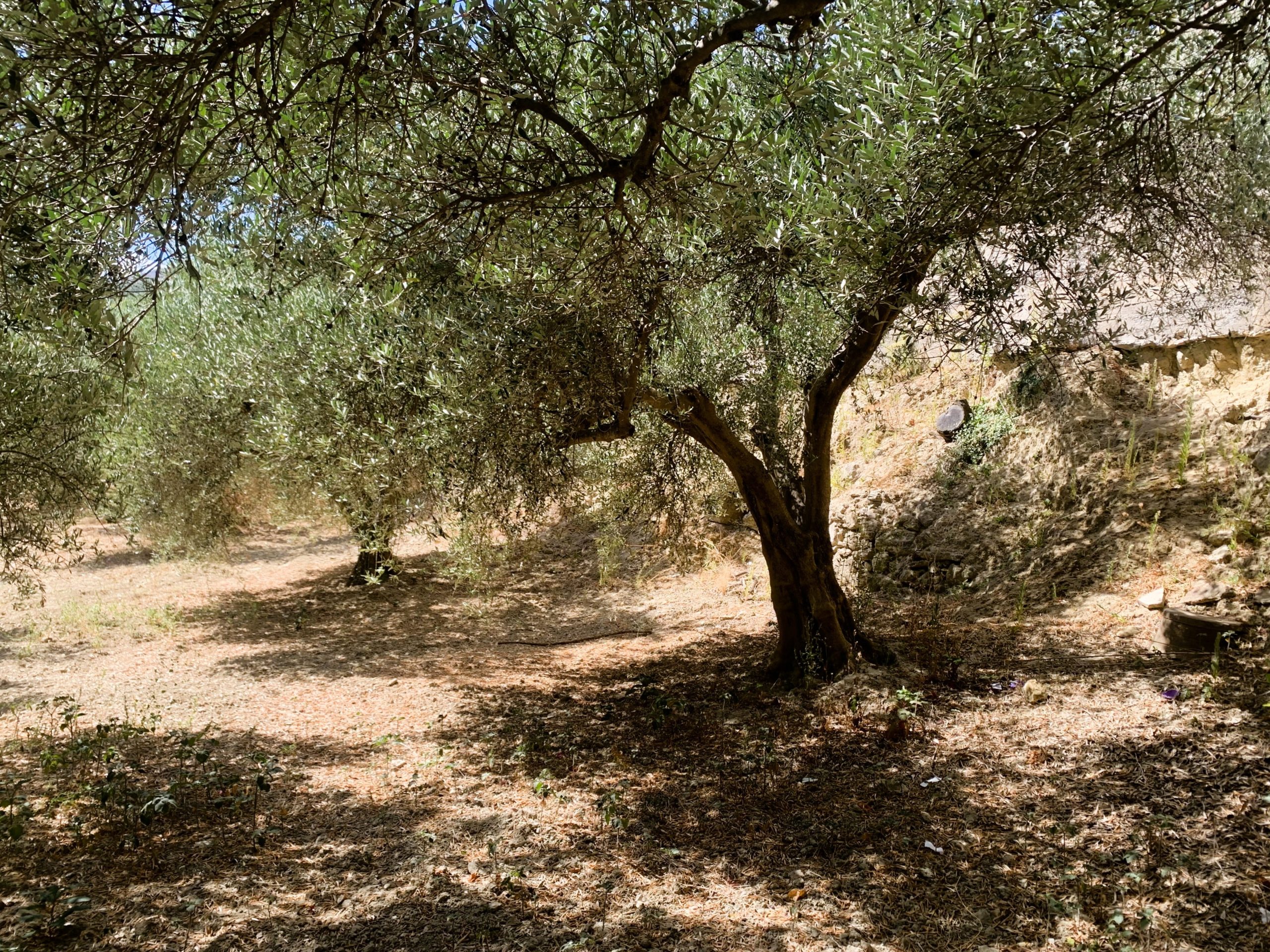 Bagordakis and Partners