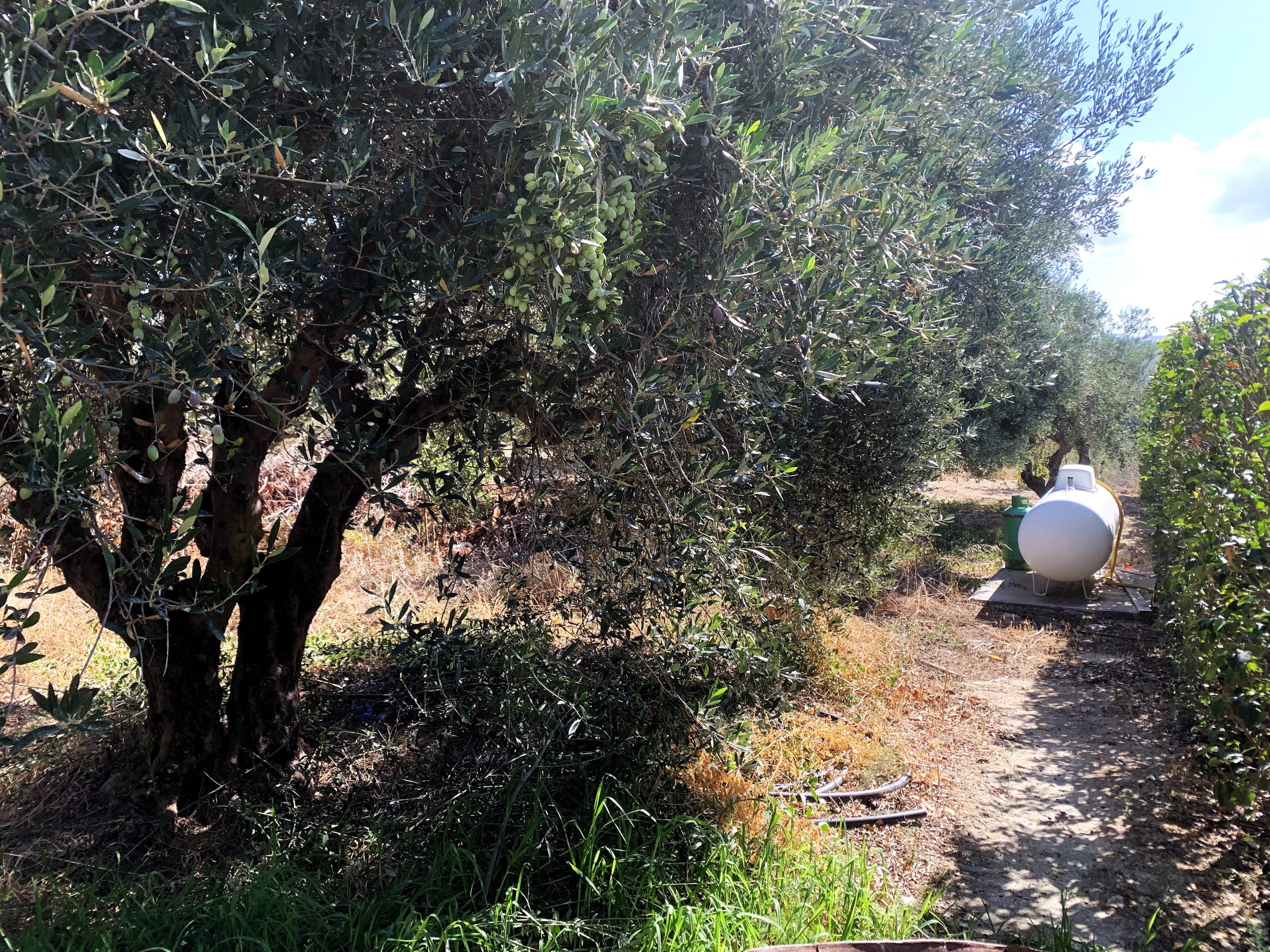 Bagordakis and Partners