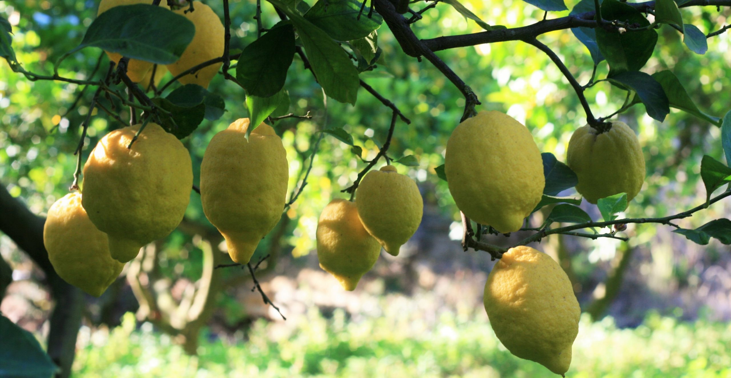 Bagordakis and Partners