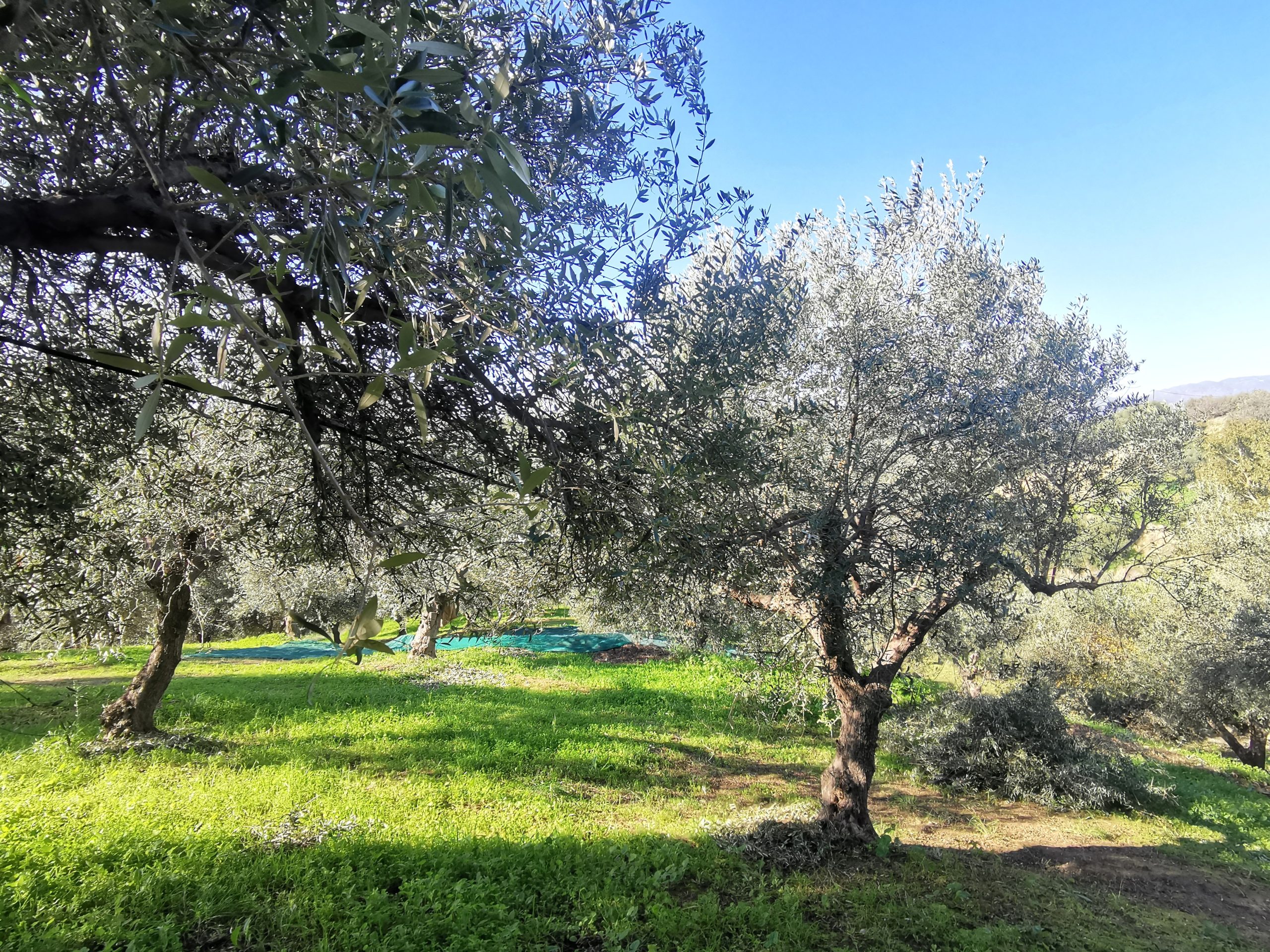 Bagordakis and Partners