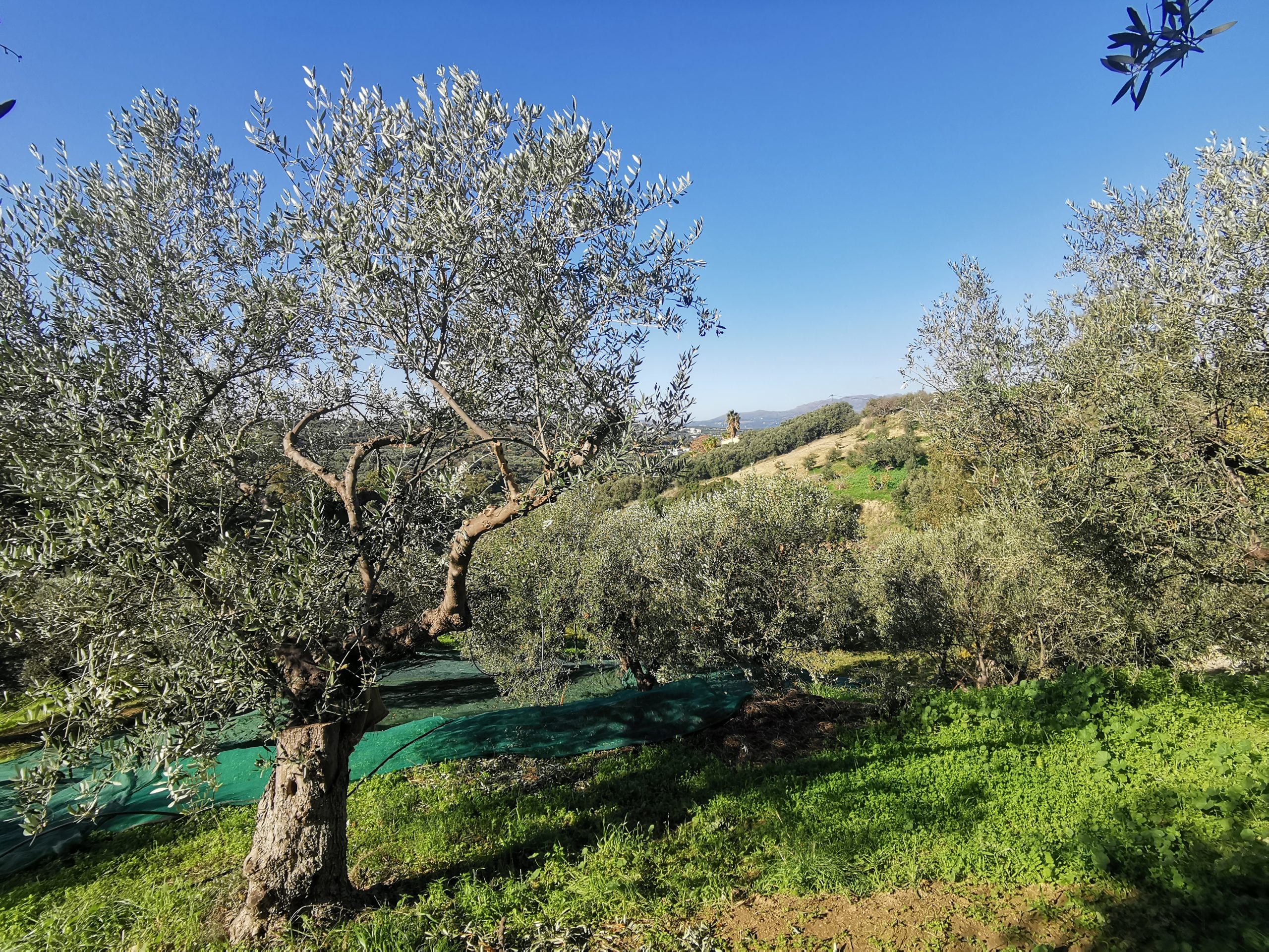 Bagordakis and Partners