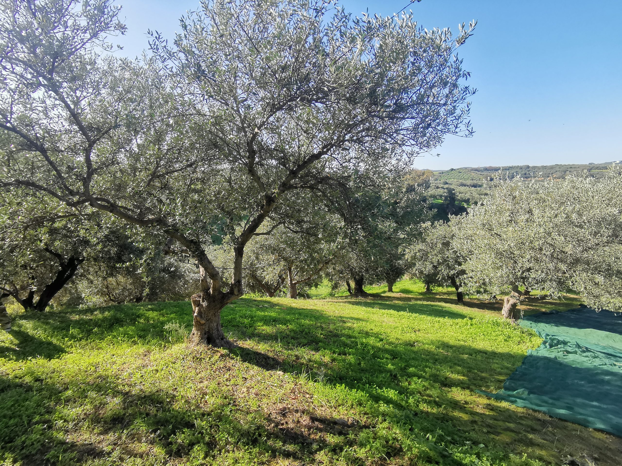 Bagordakis and Partners