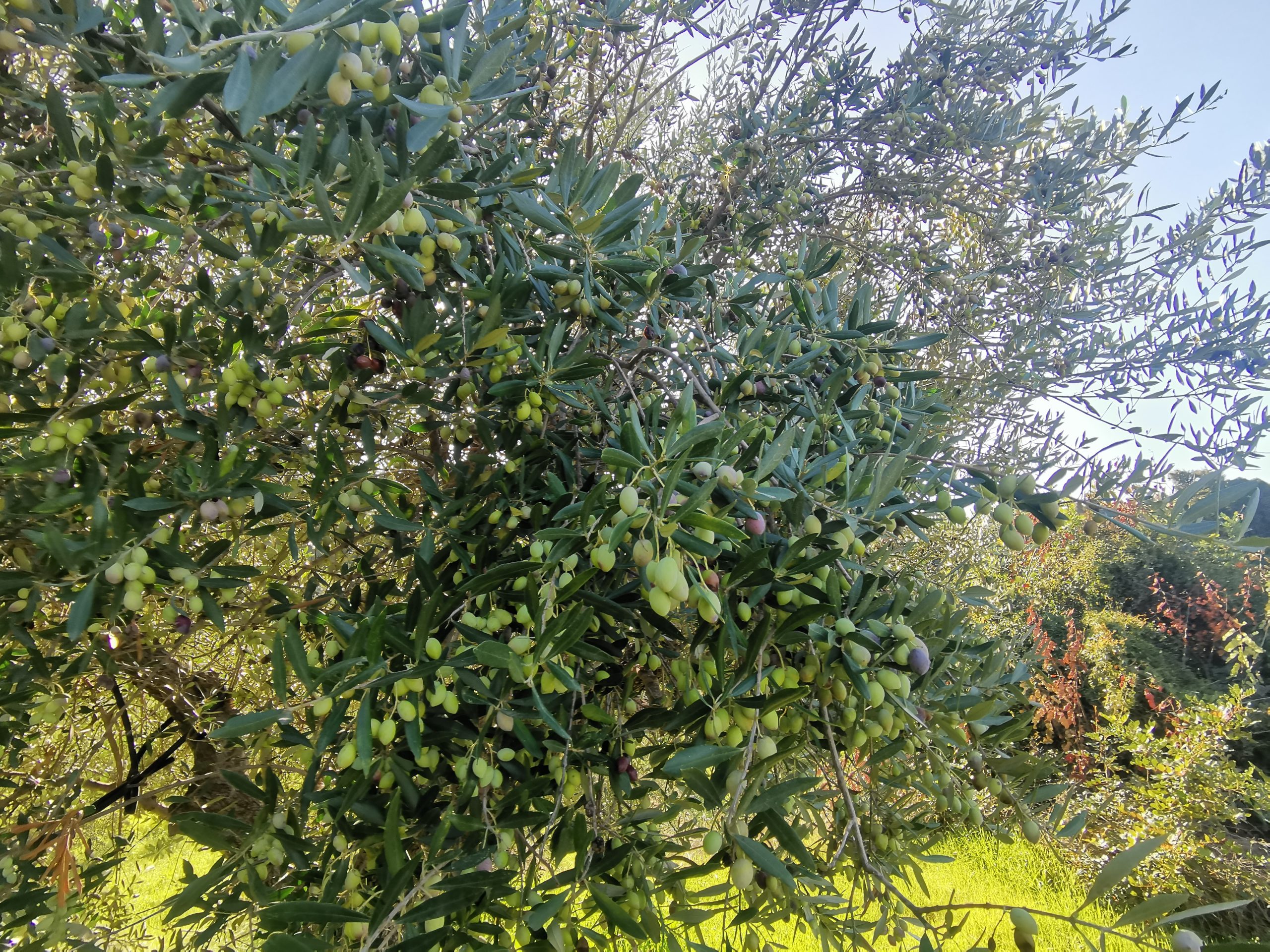 Bagordakis and Partners