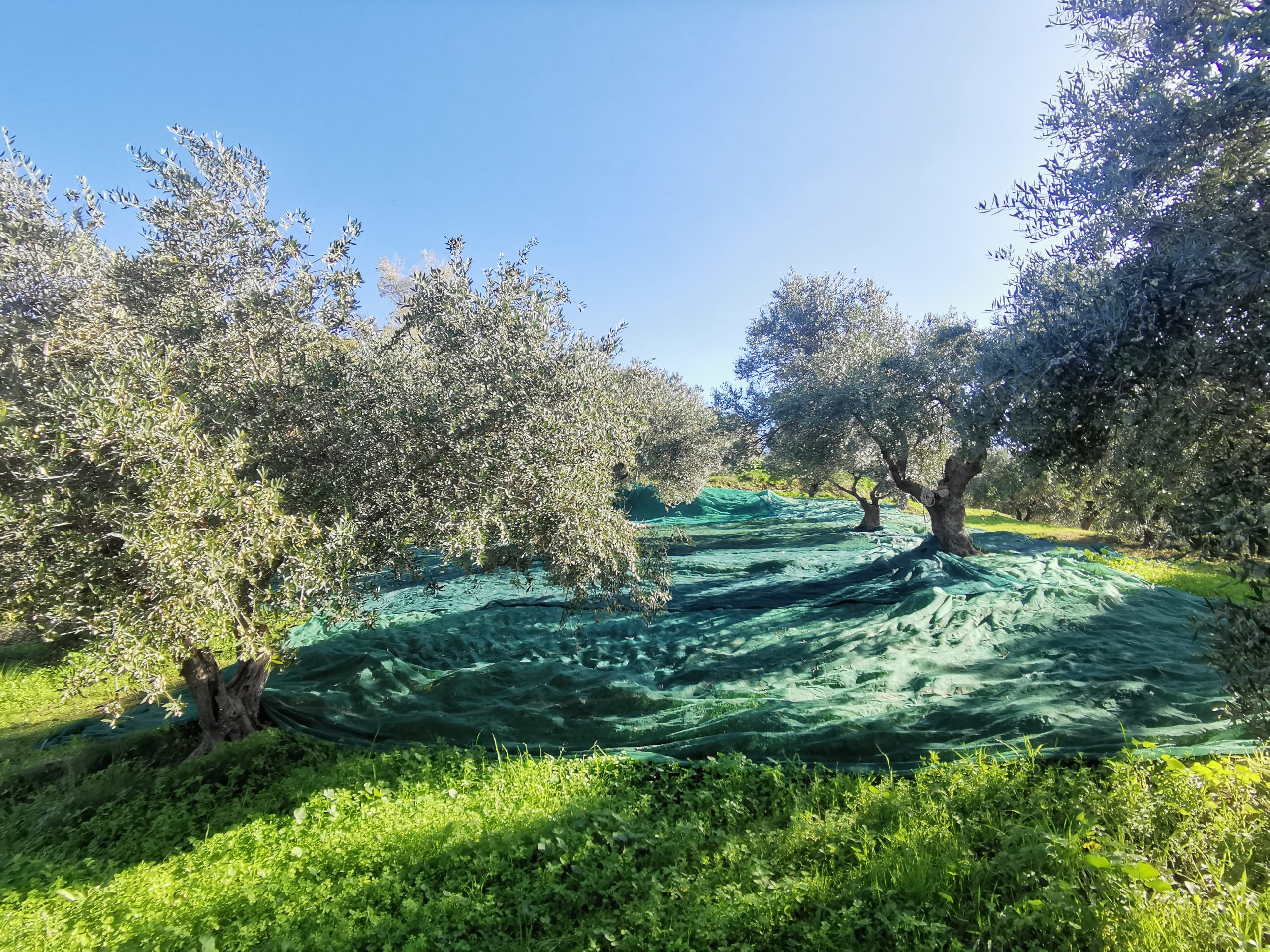 Bagordakis and Partners