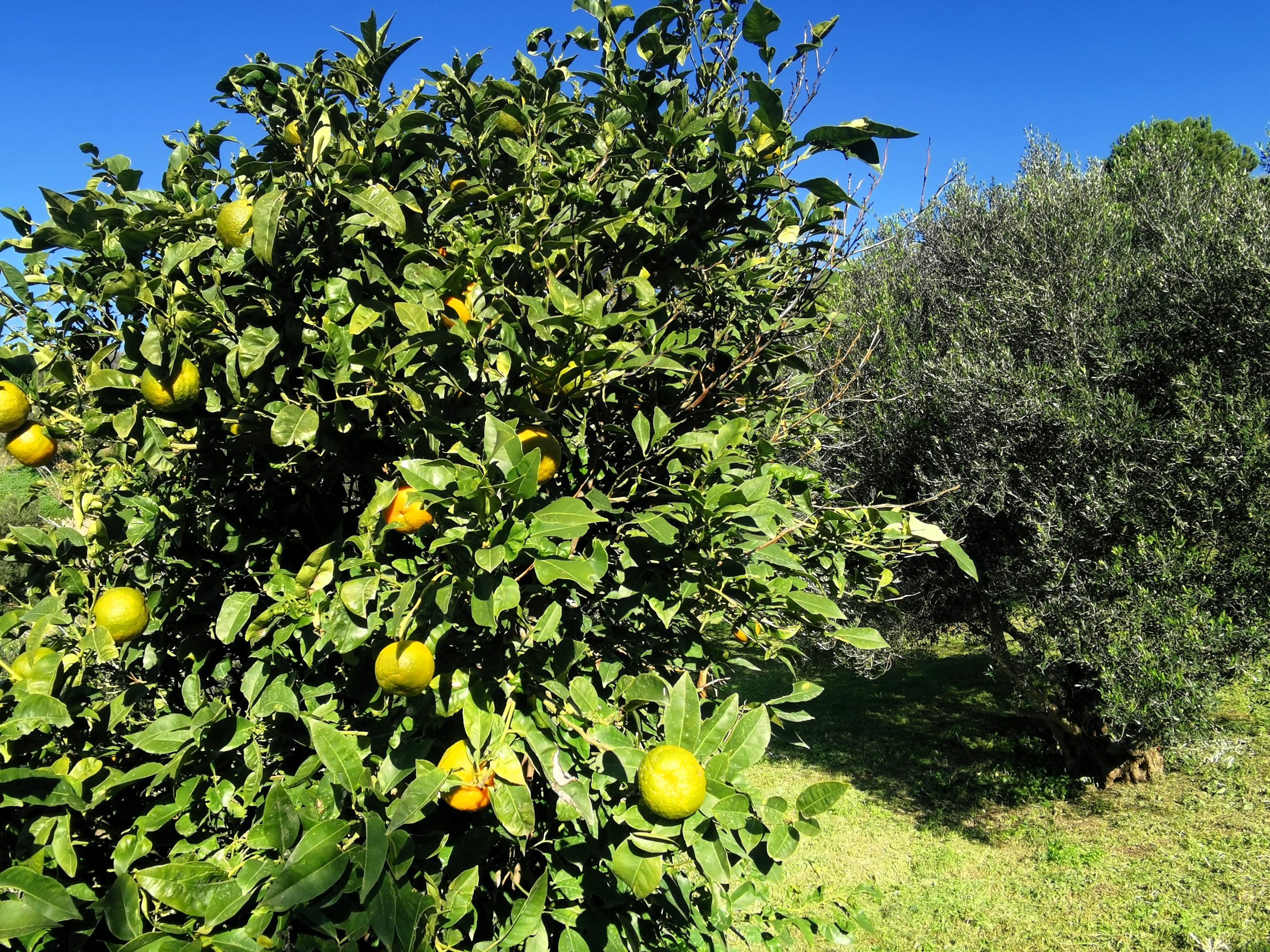 Bagordakis and Partners