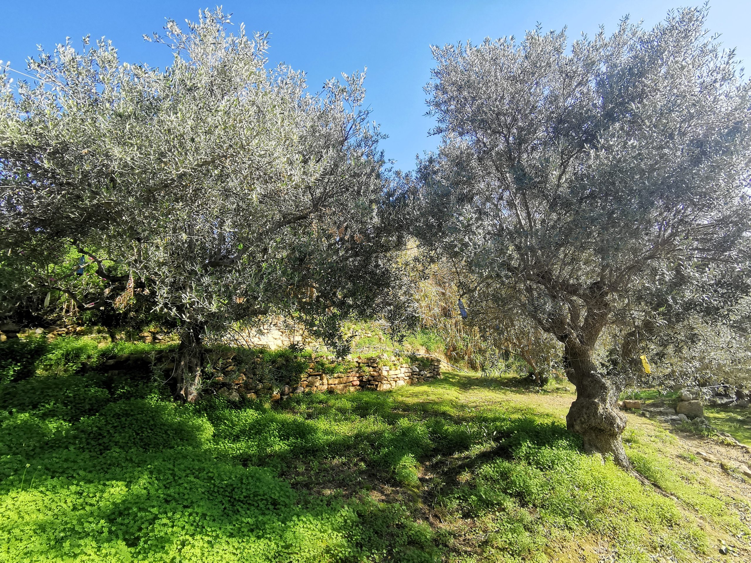 Bagordakis and Partners