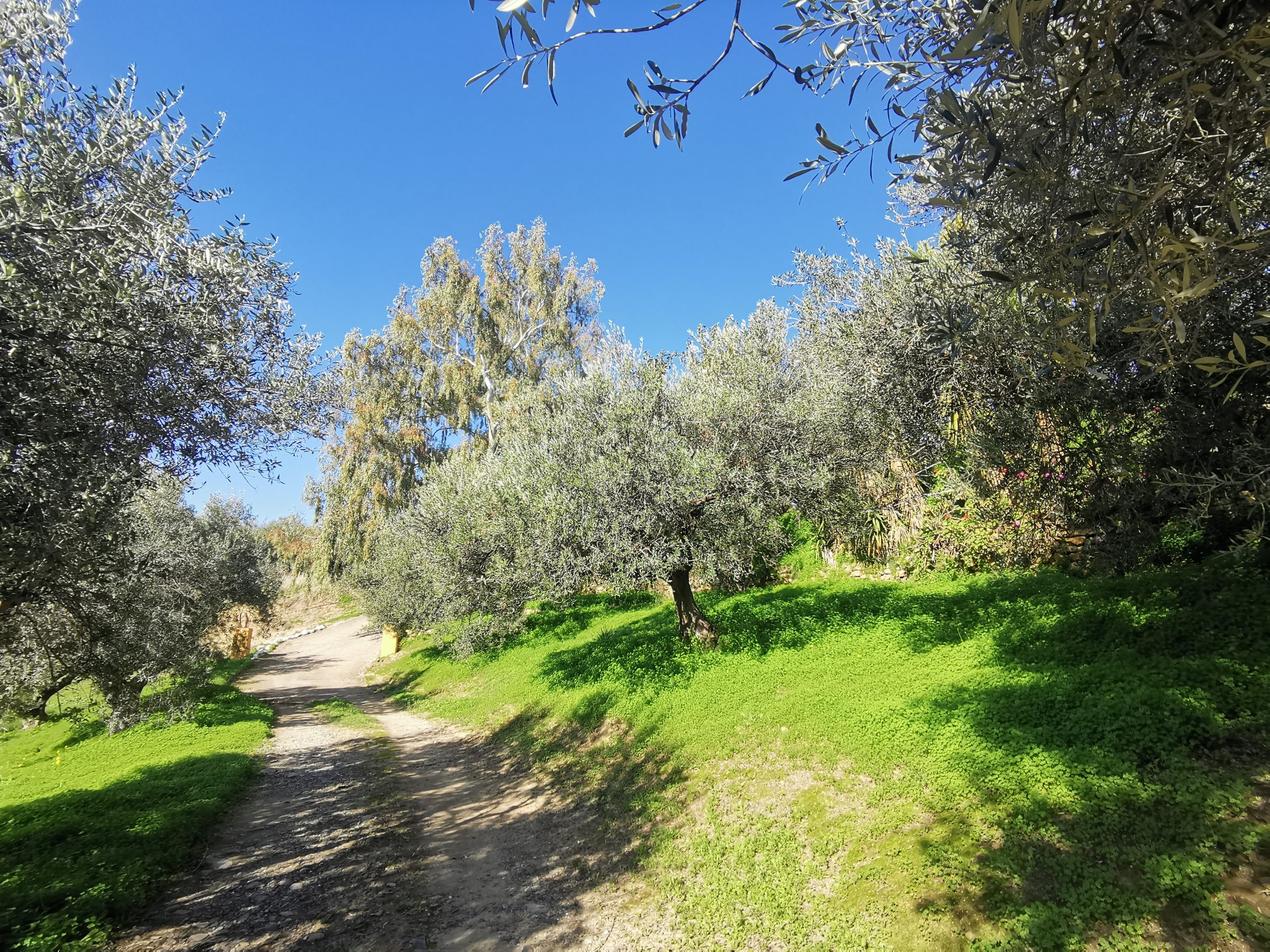 Bagordakis and Partners