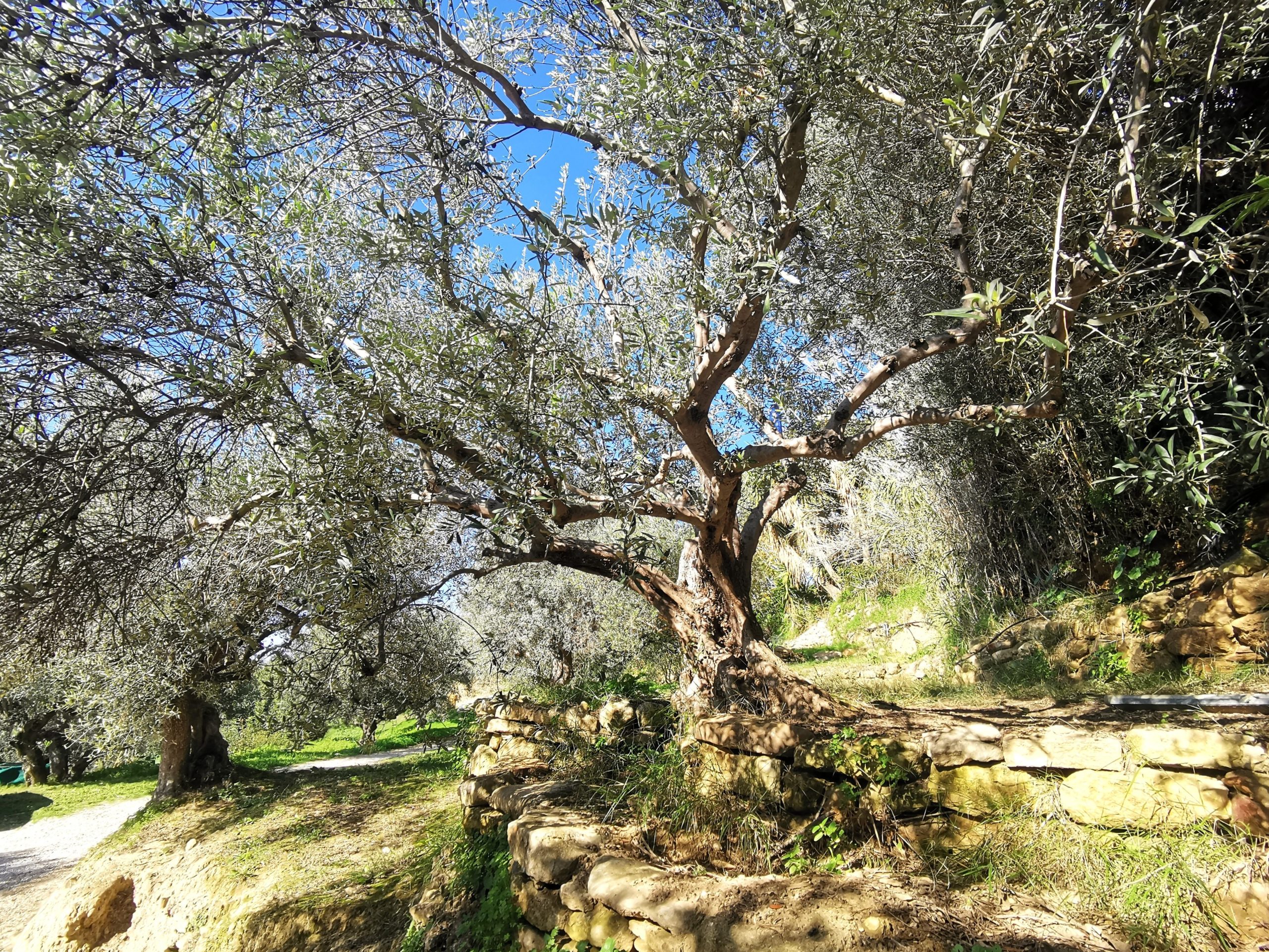 Bagordakis and Partners