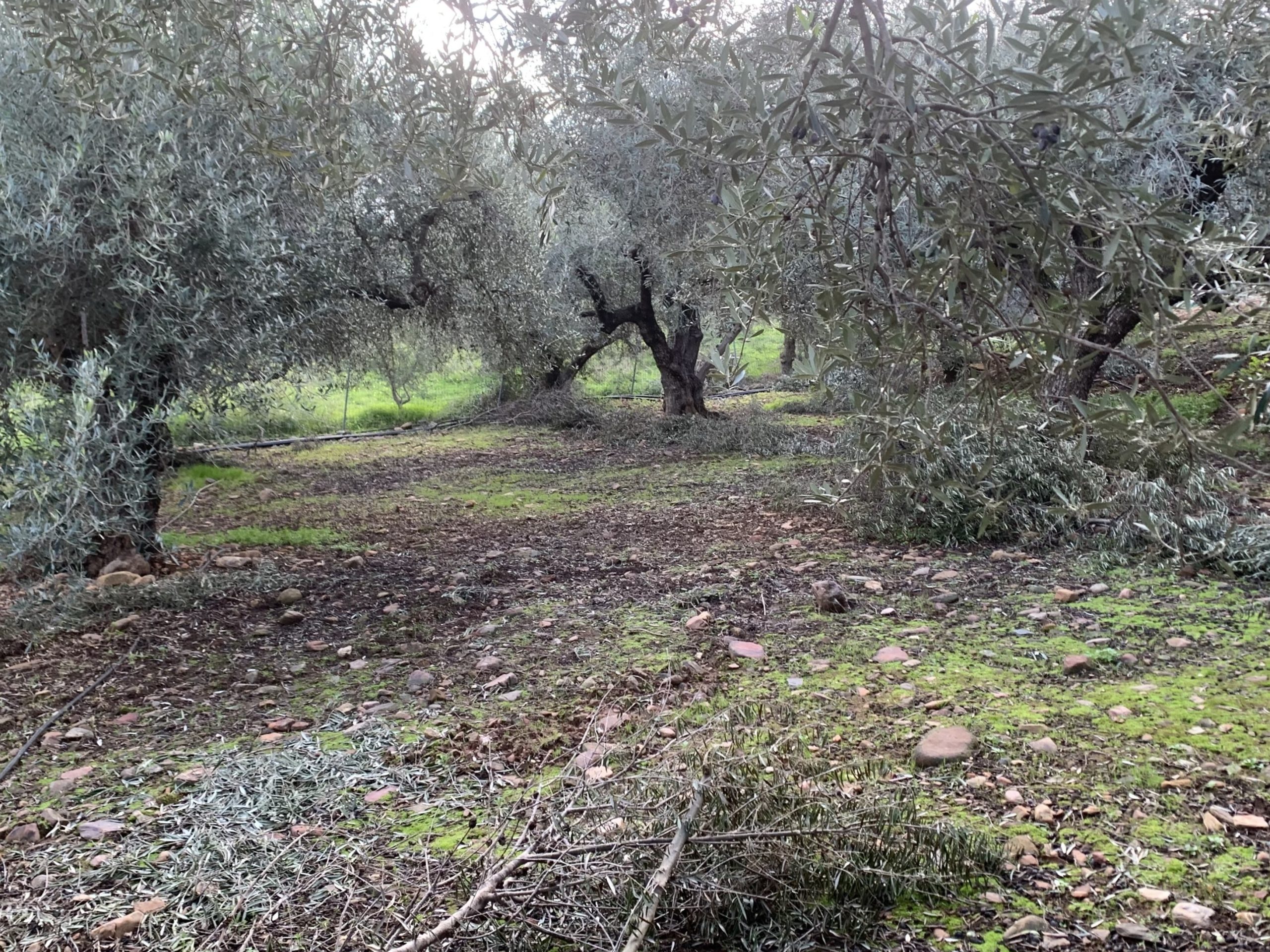 Bagordakis and Partners