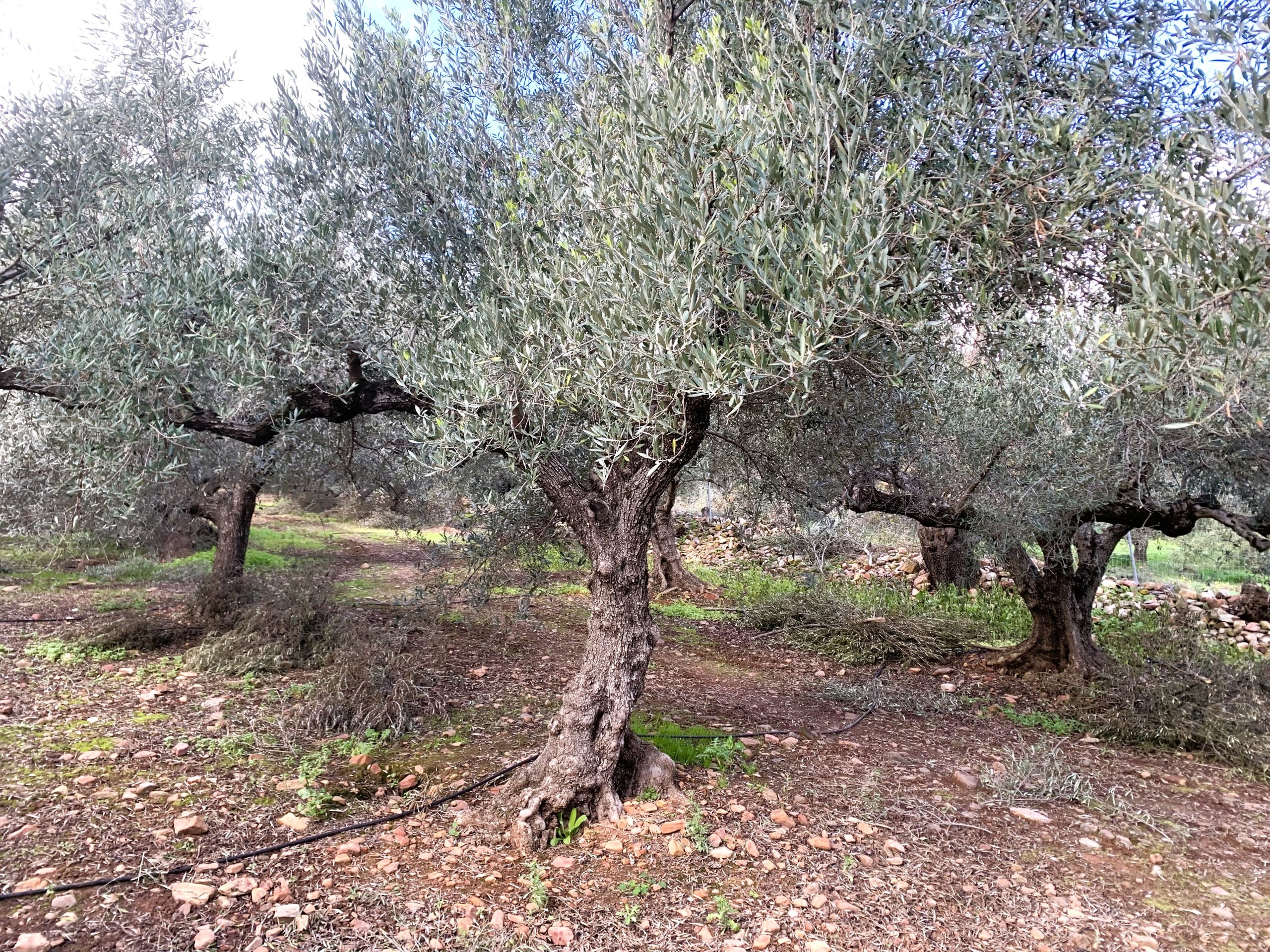 Bagordakis and Partners