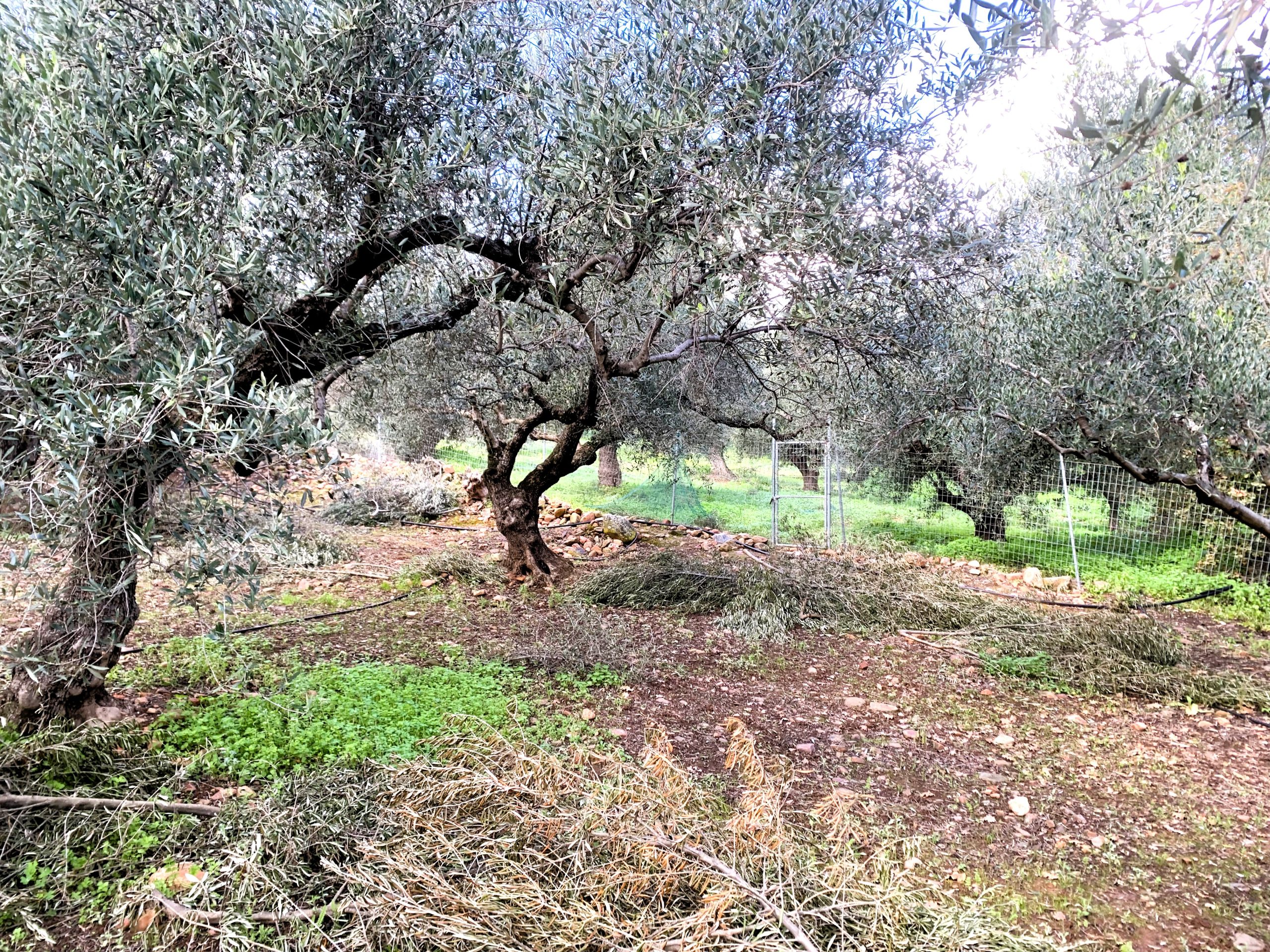 Bagordakis and Partners