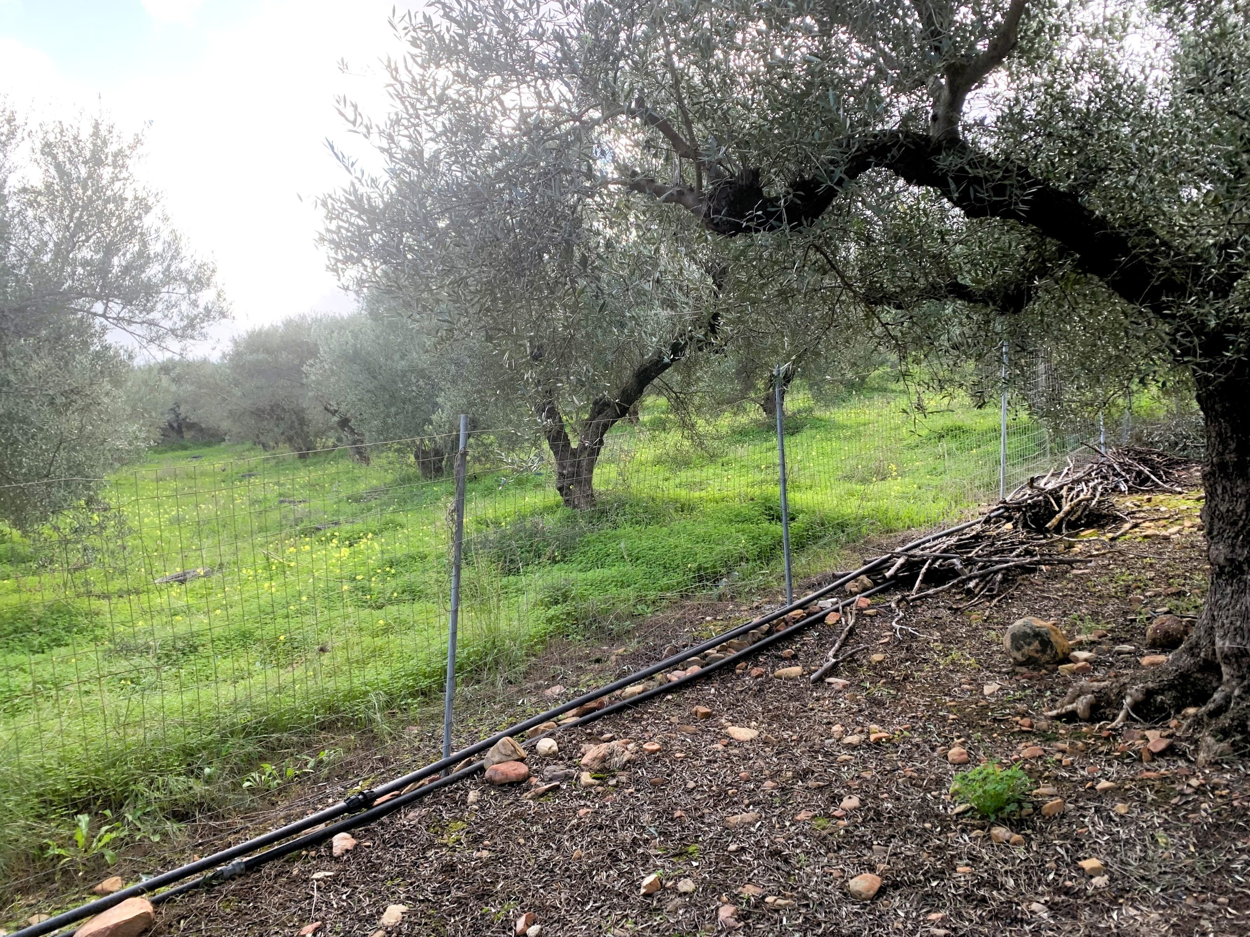 Bagordakis and Partners