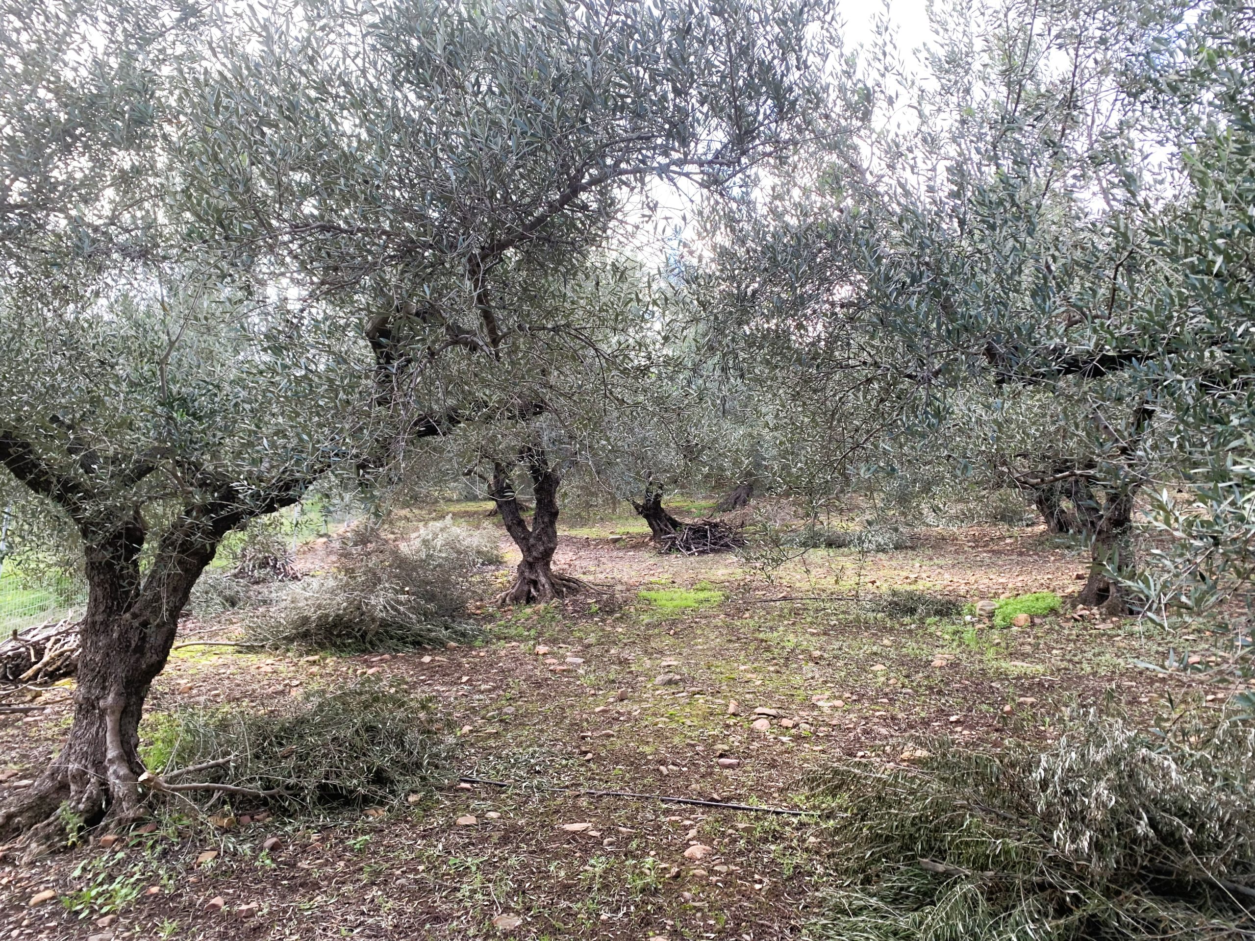 Bagordakis and Partners