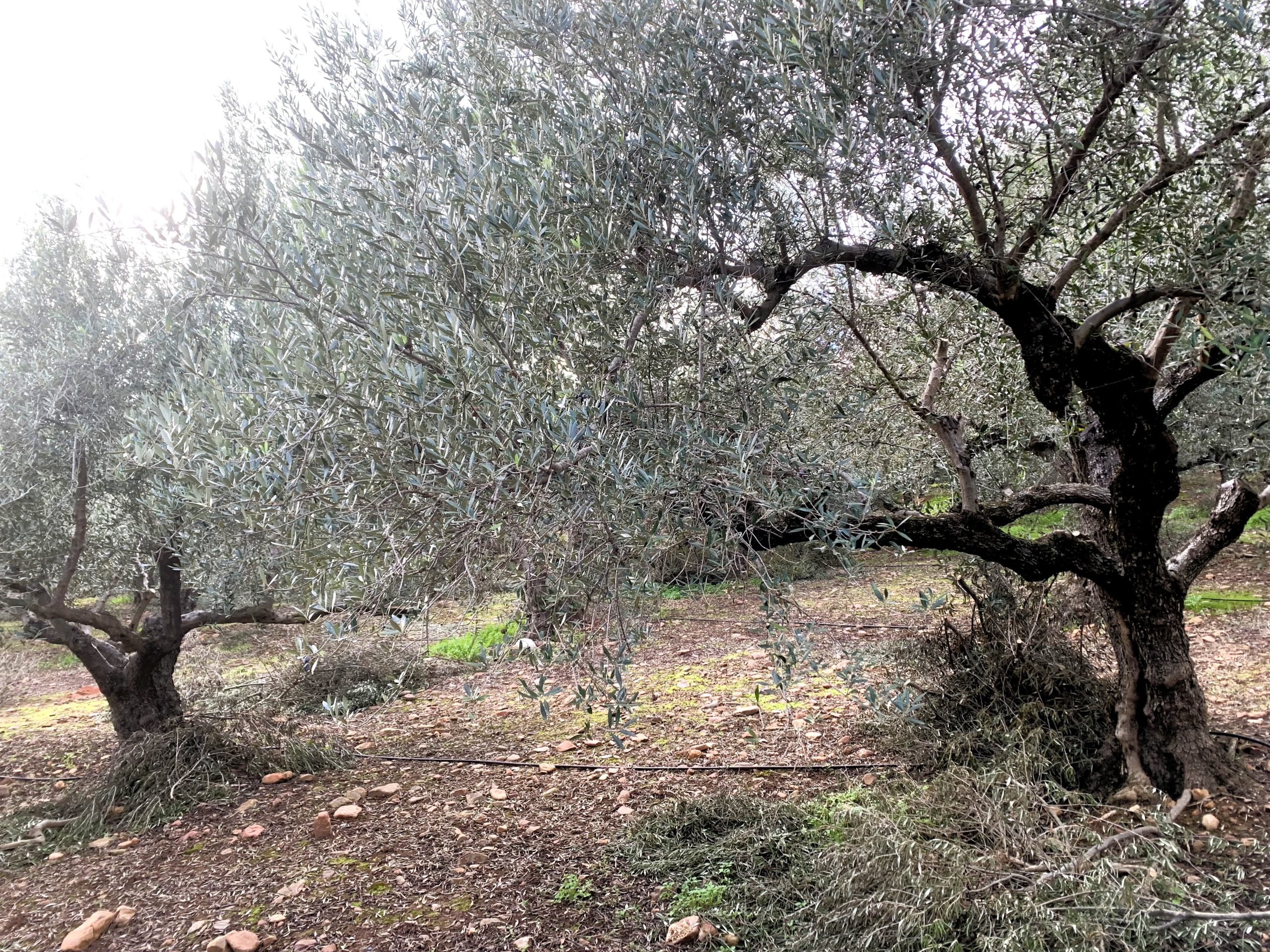 Bagordakis and Partners