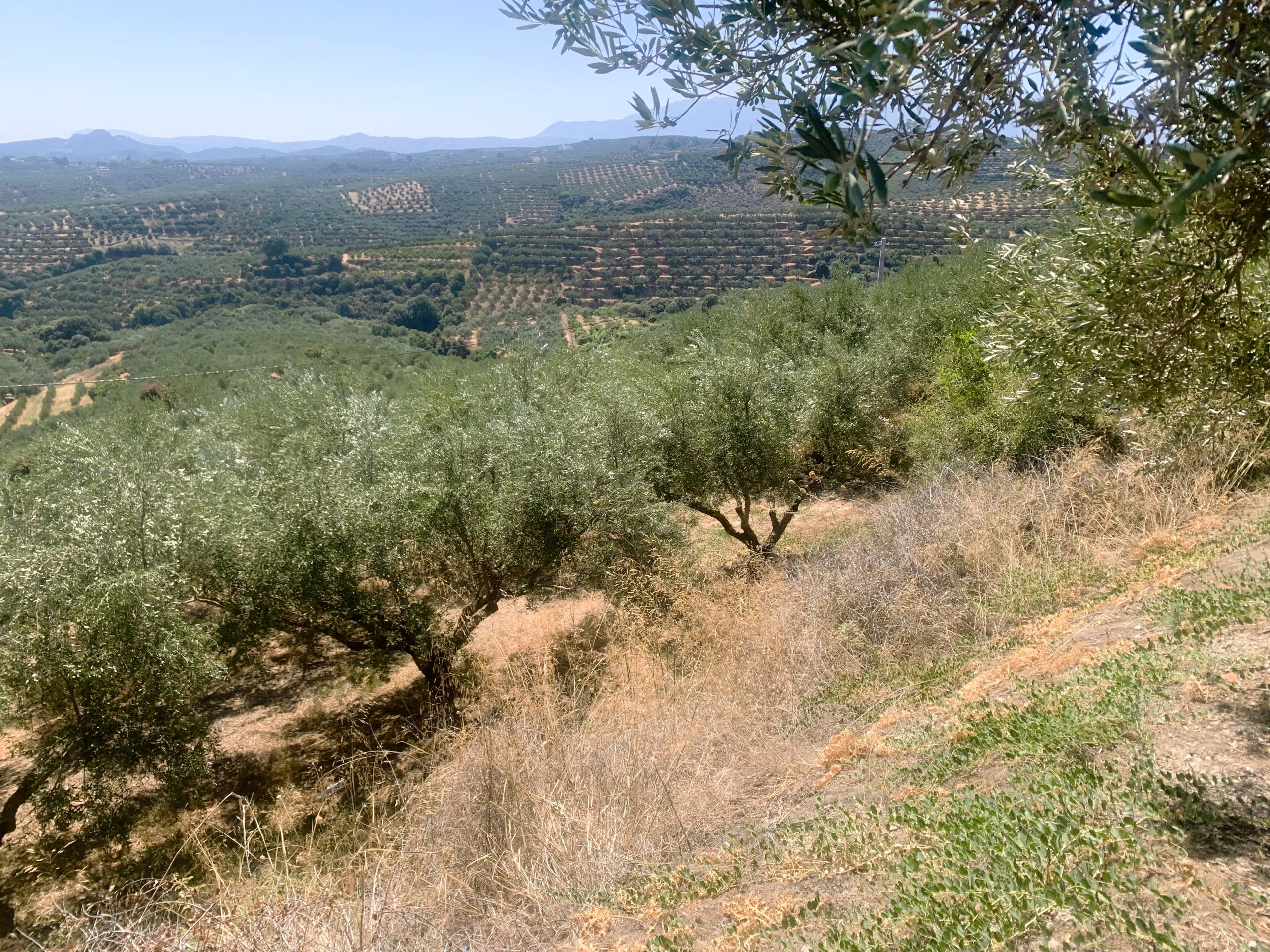 Bagordakis and Partners