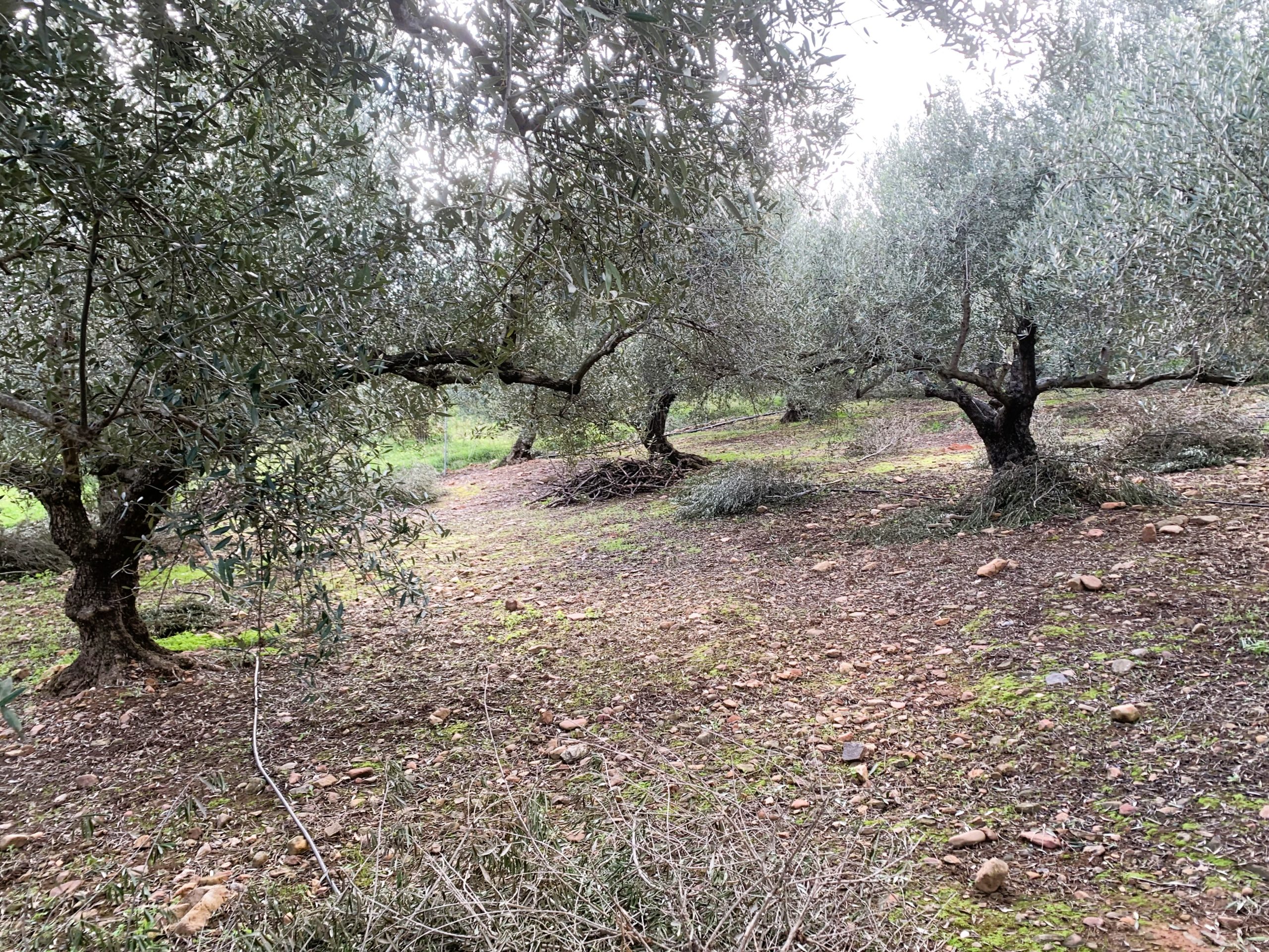 Bagordakis and Partners