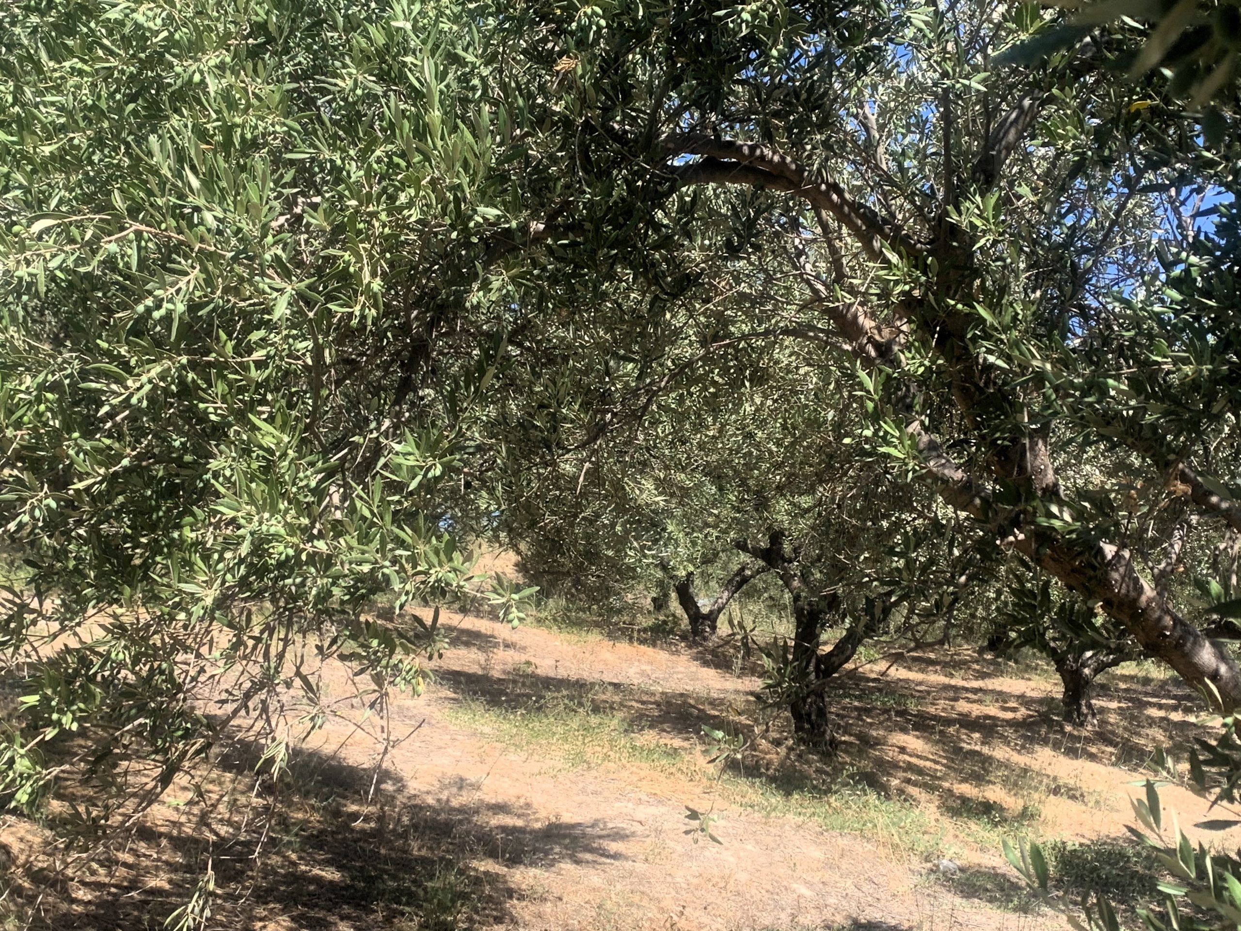 Bagordakis and Partners