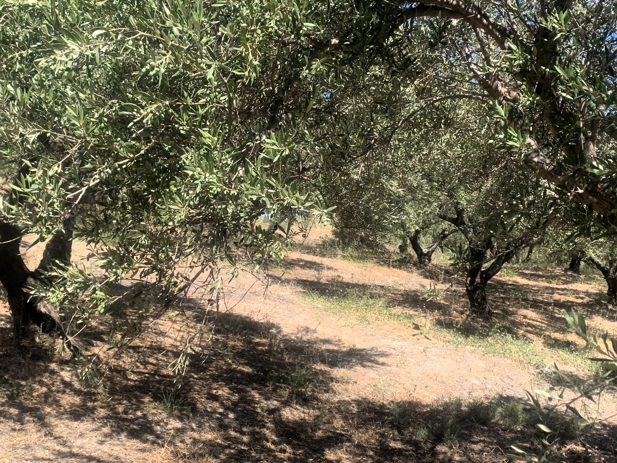 Bagordakis and Partners