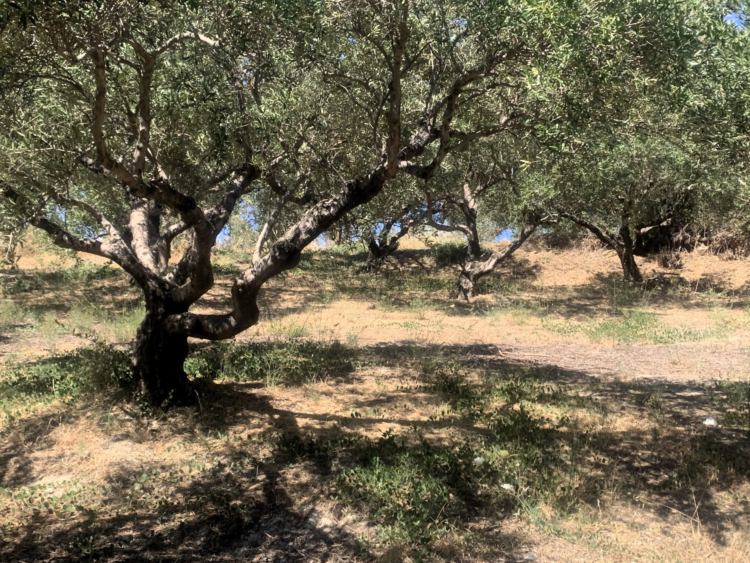 Bagordakis and Partners