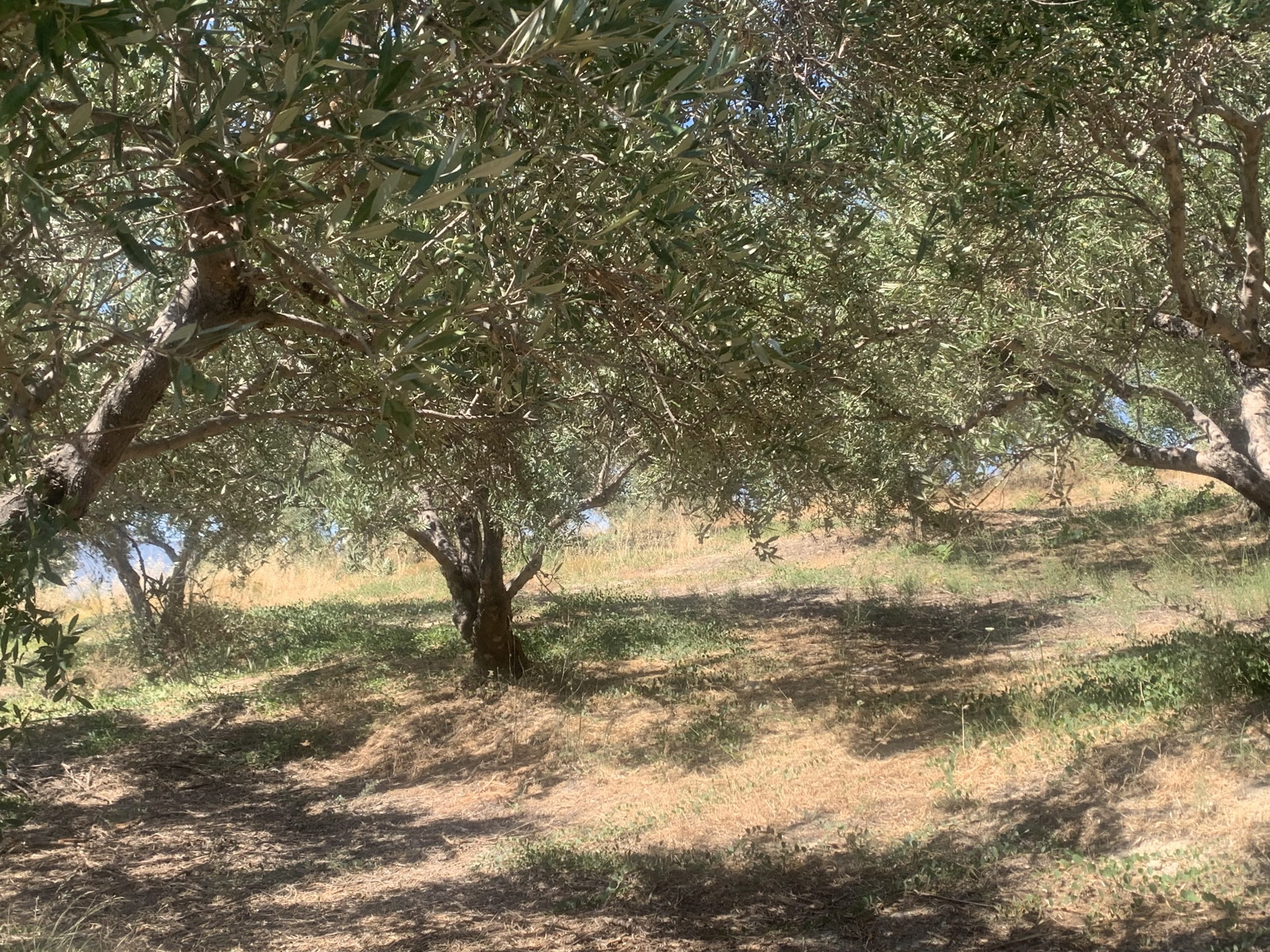 Bagordakis and Partners