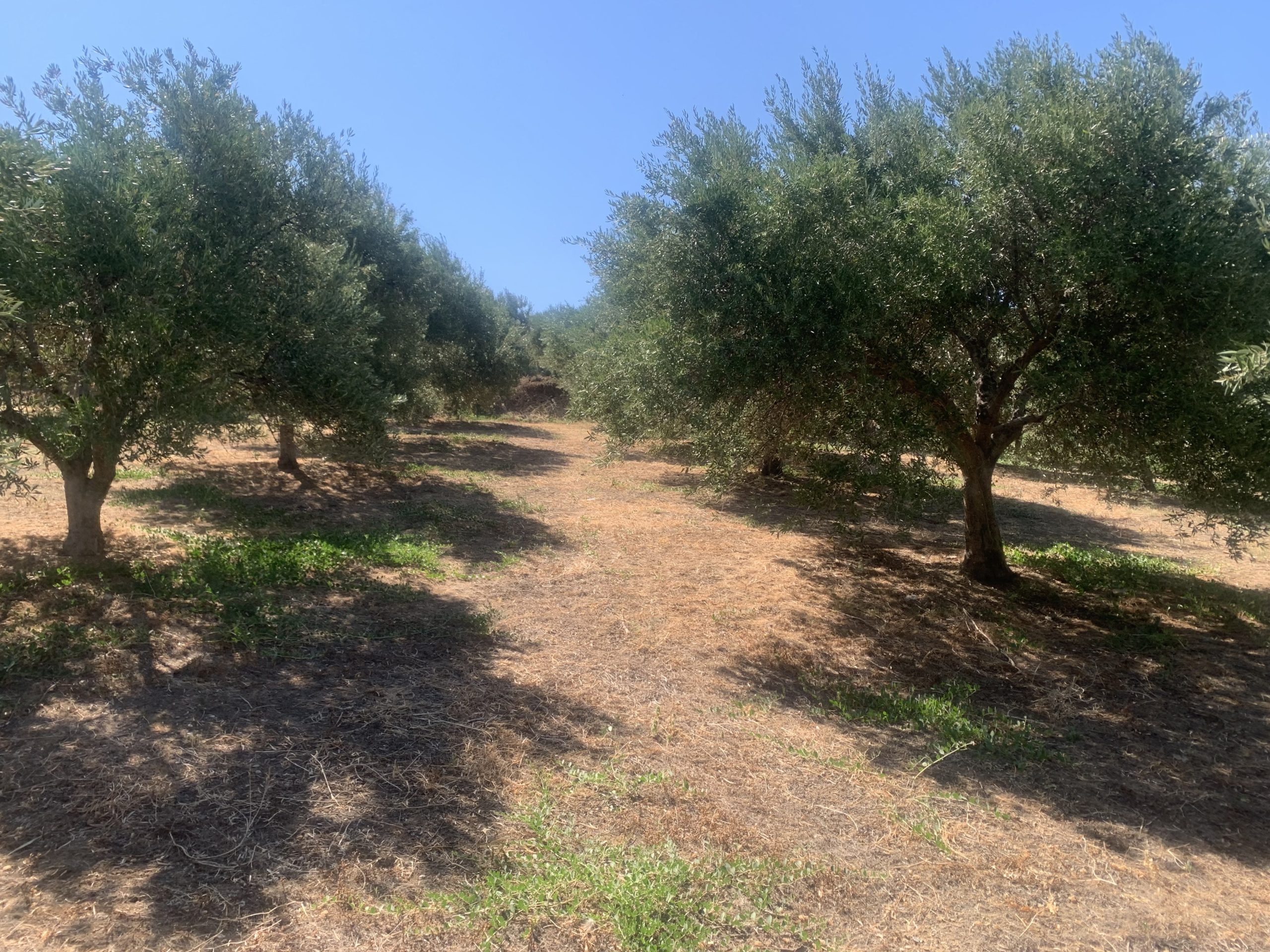 Bagordakis and Partners