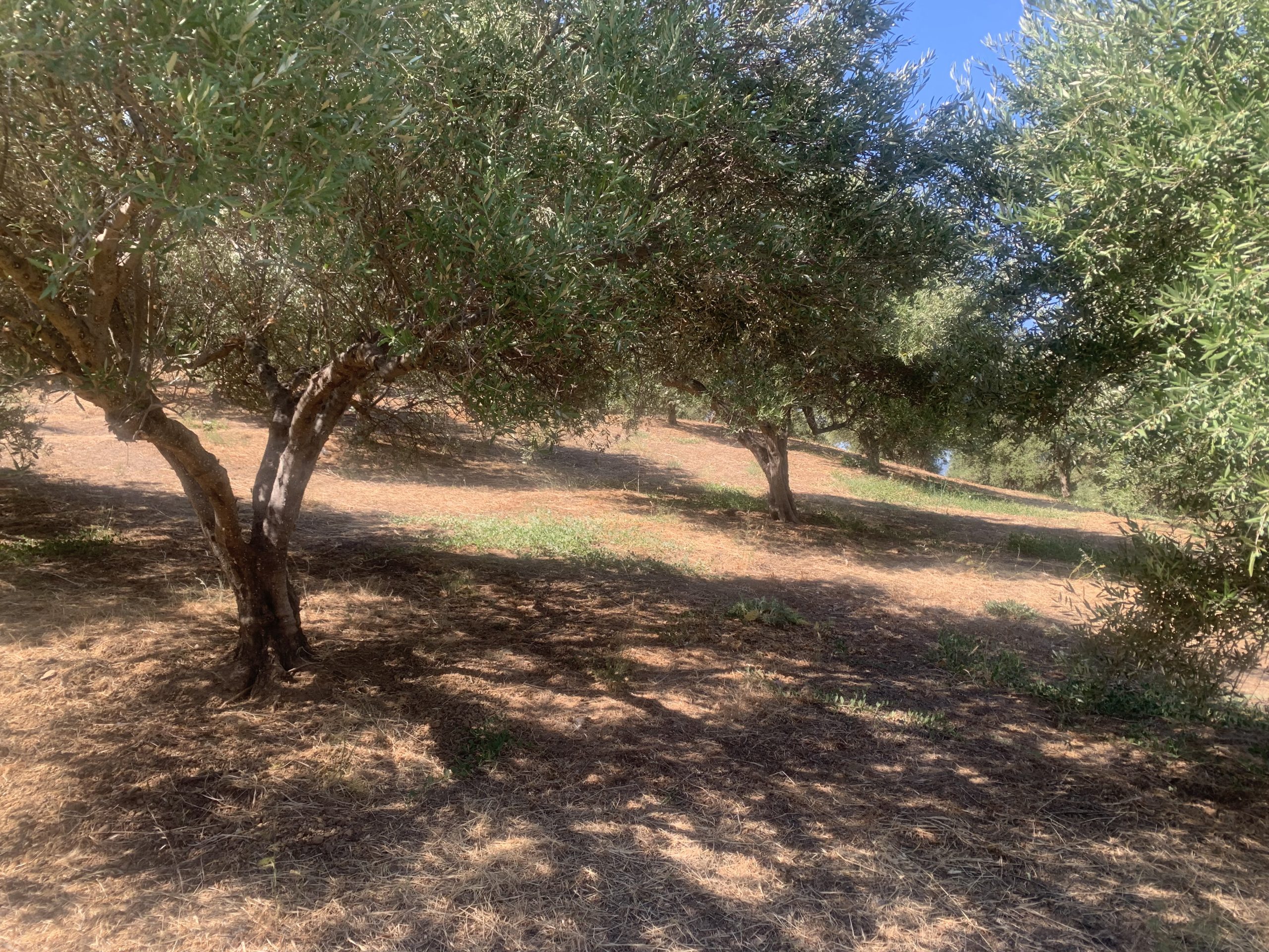 Bagordakis and Partners