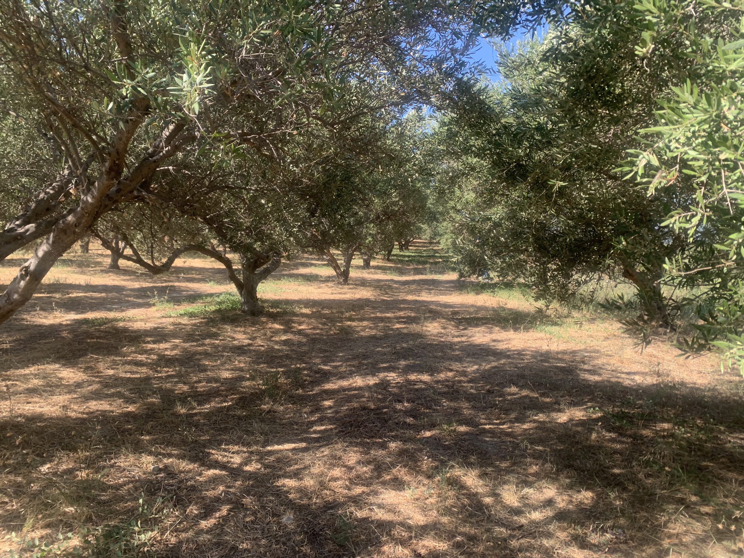 Bagordakis and Partners