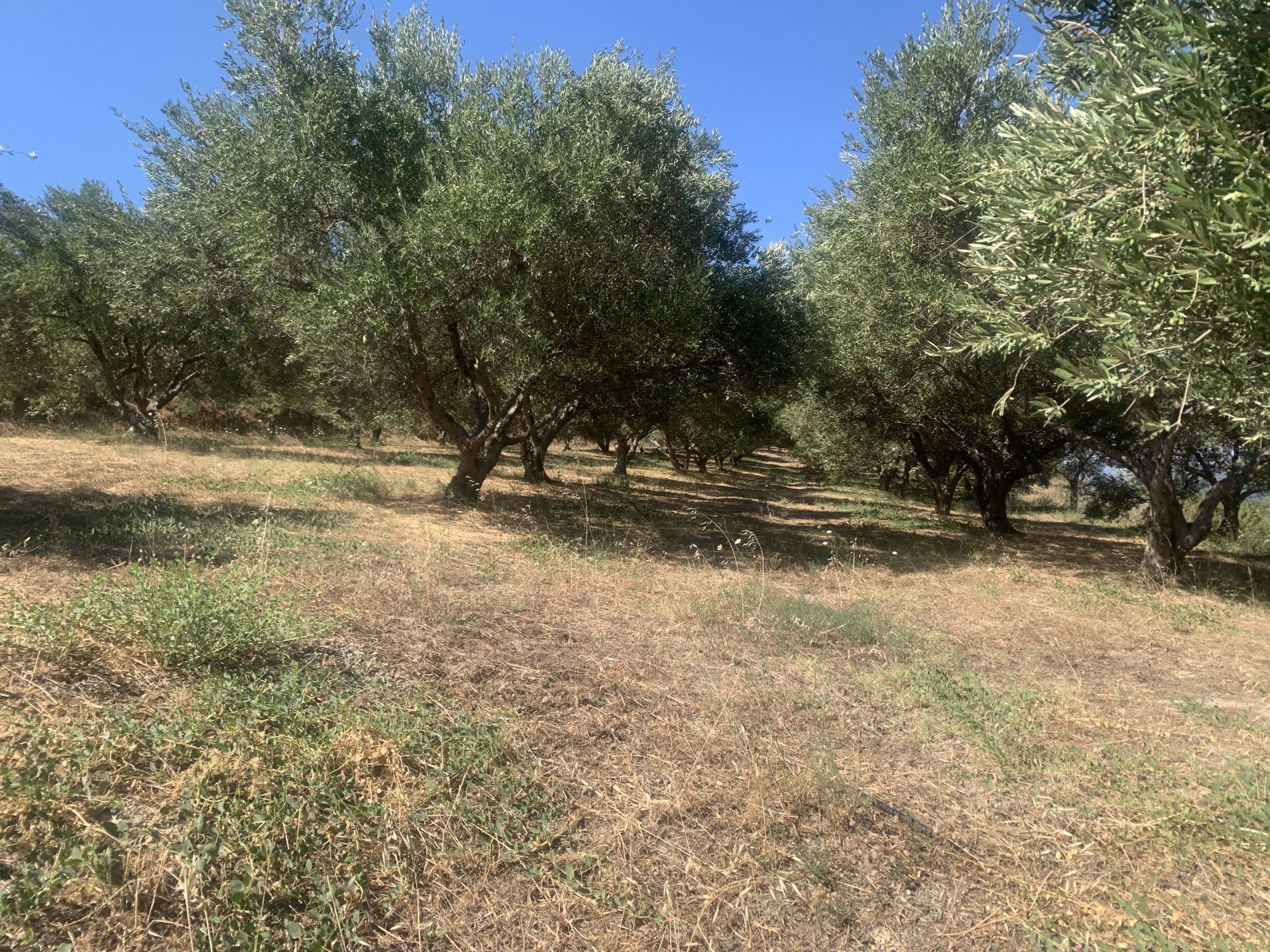 Bagordakis and Partners