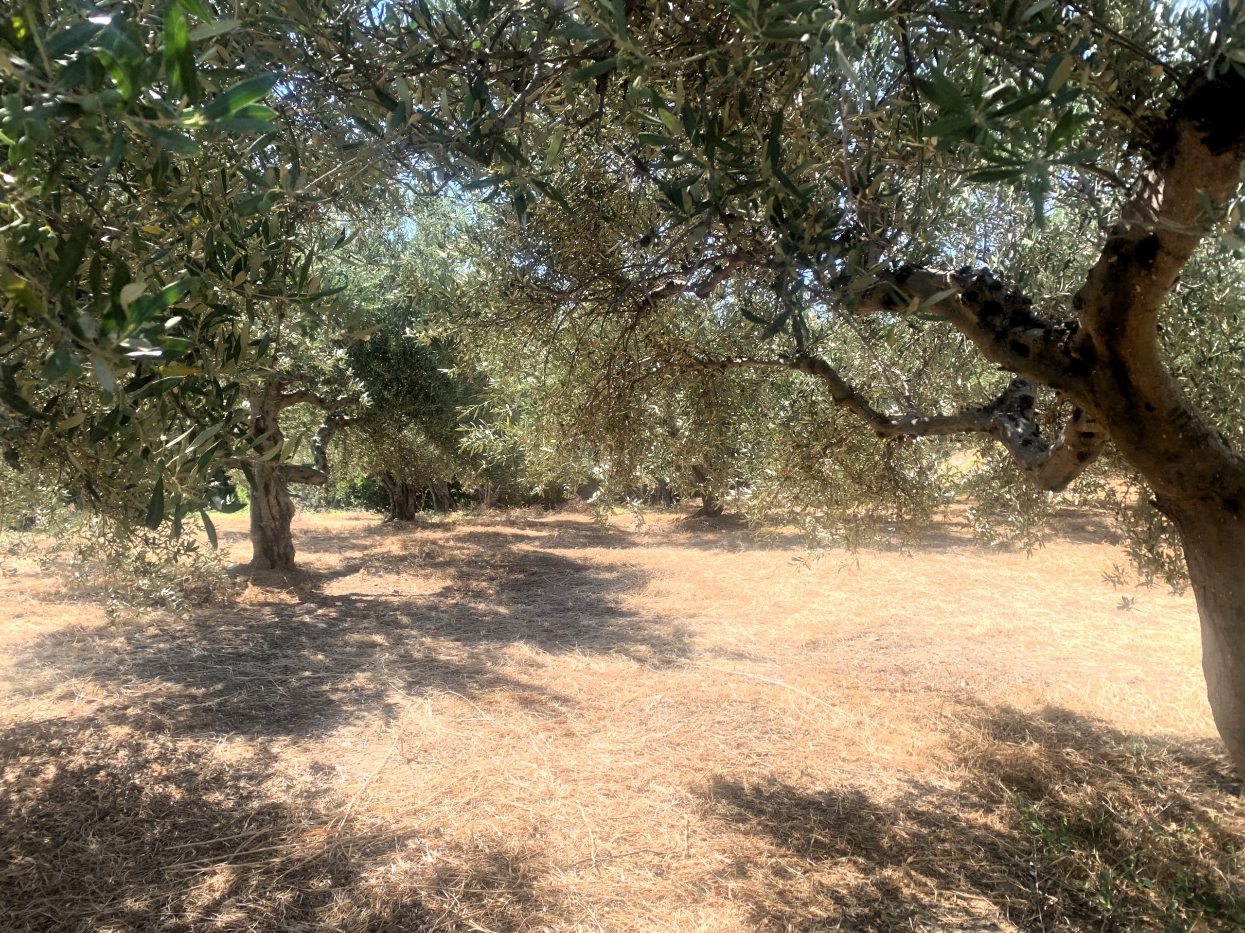 Bagordakis and Partners