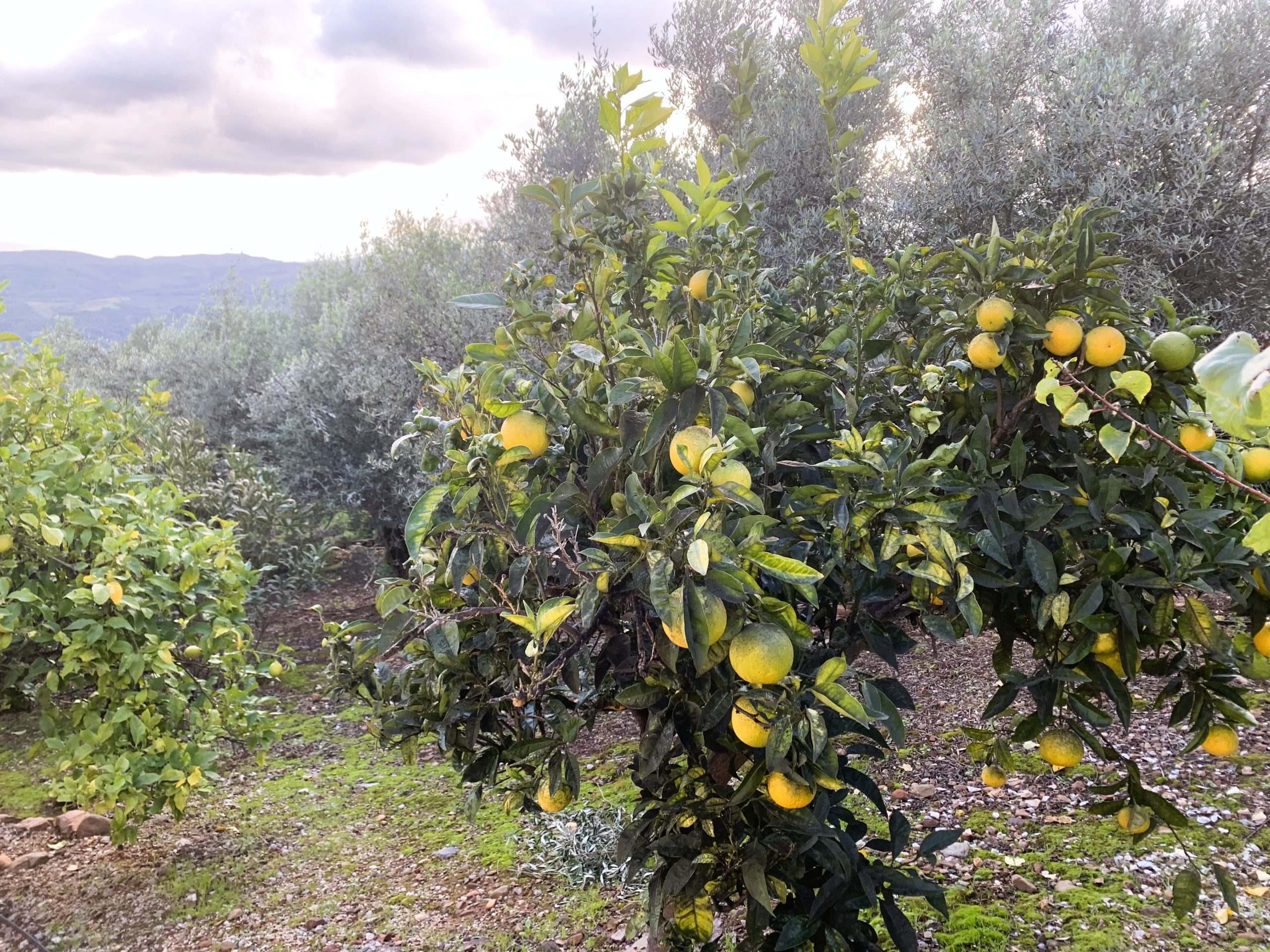 Bagordakis and Partners