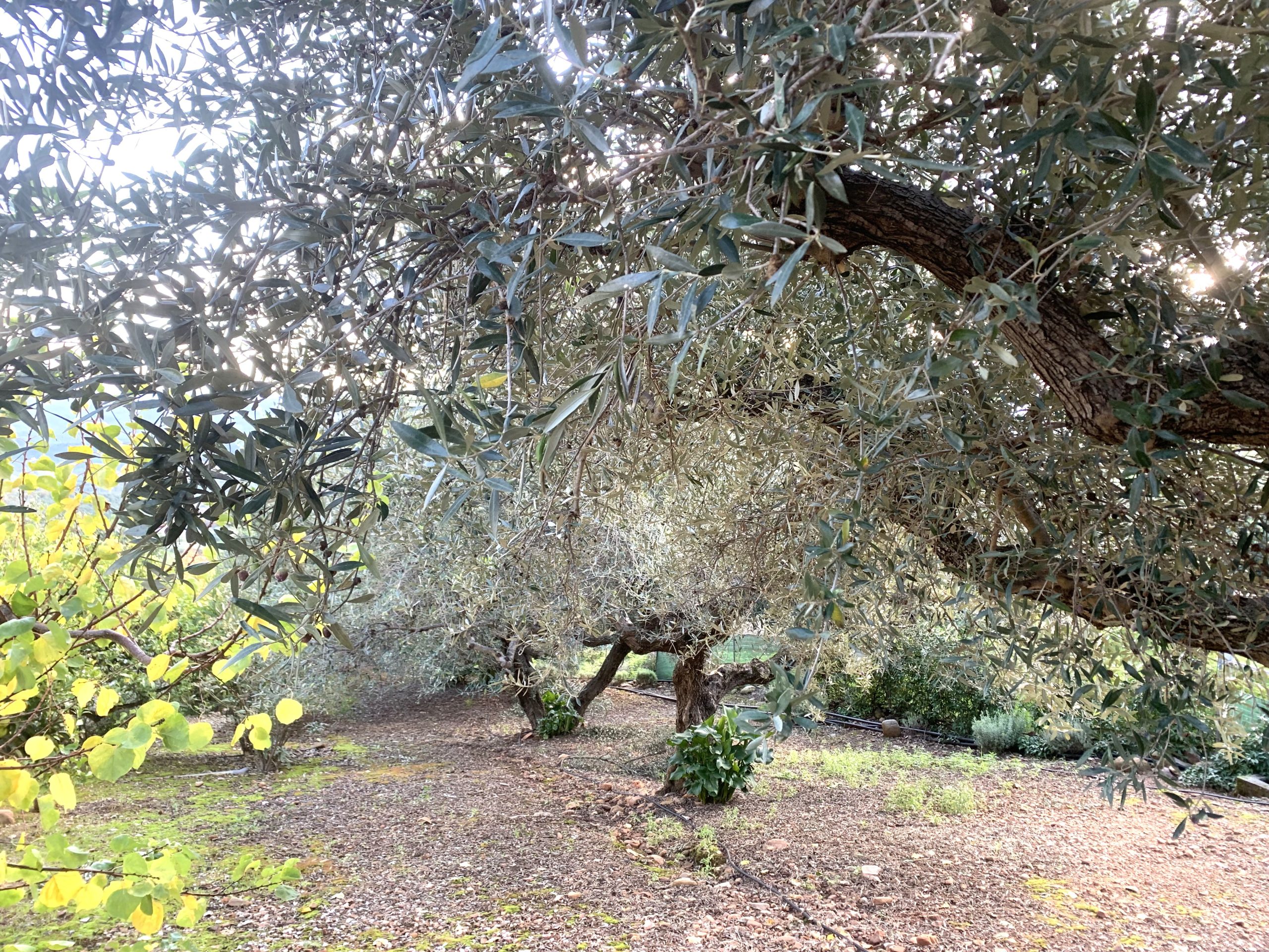 Bagordakis and Partners