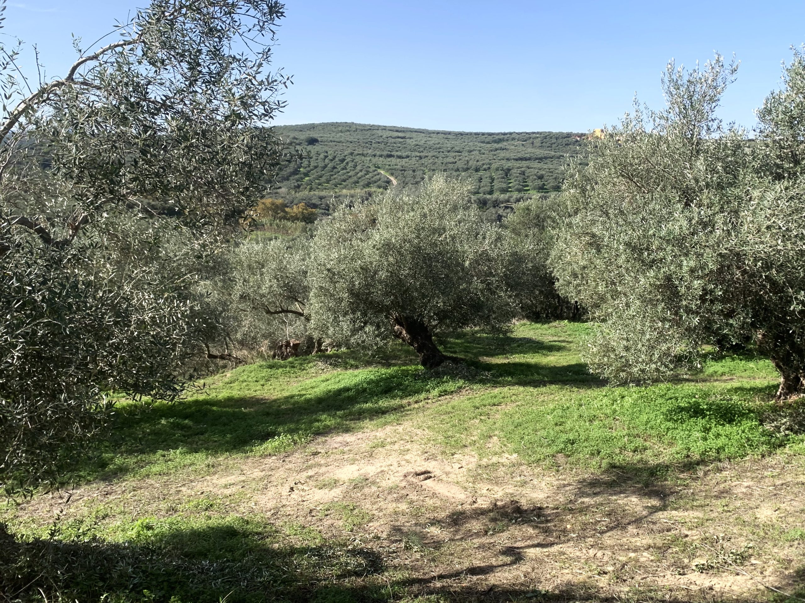 Bagordakis and Partners