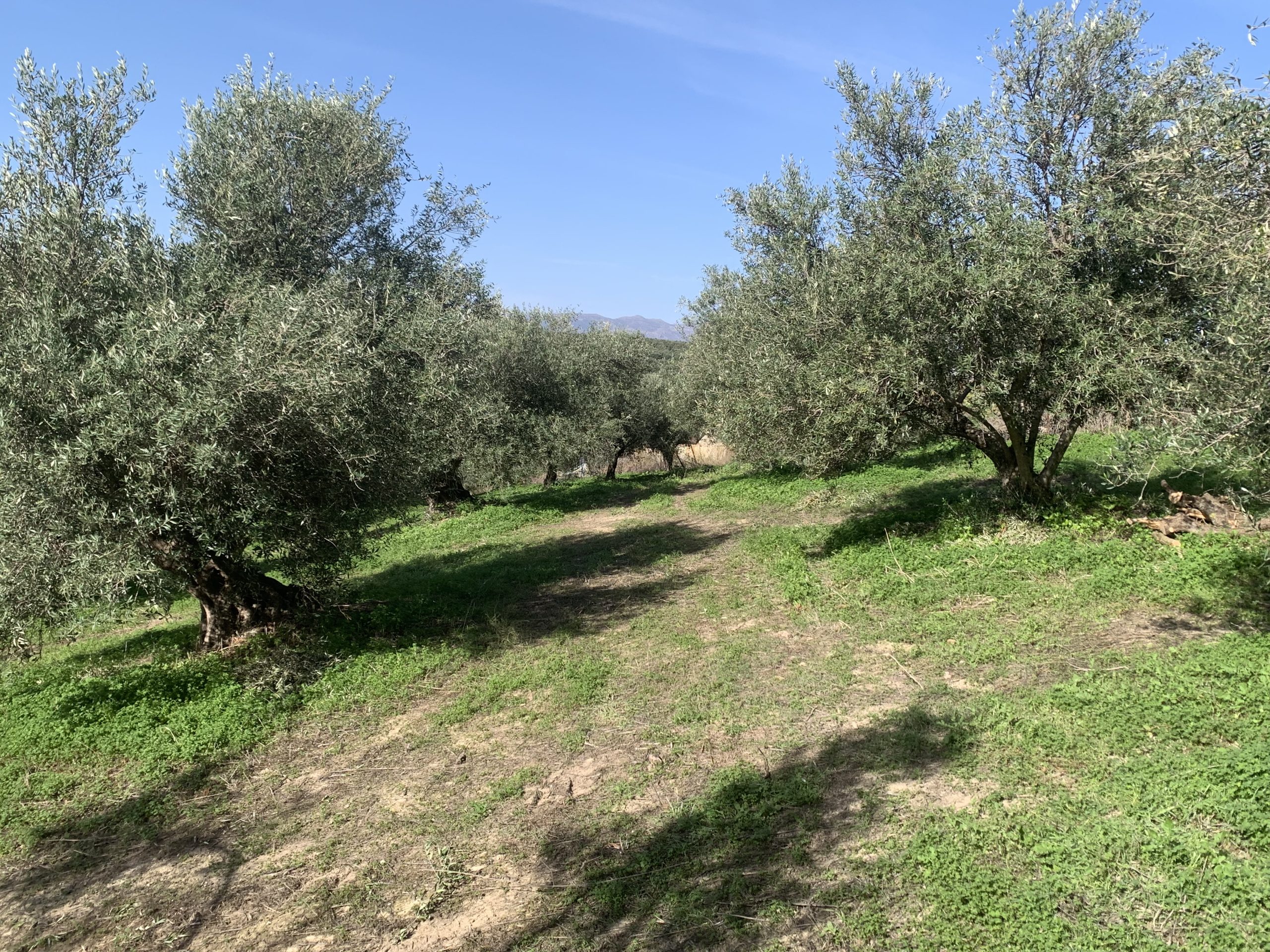 Bagordakis and Partners