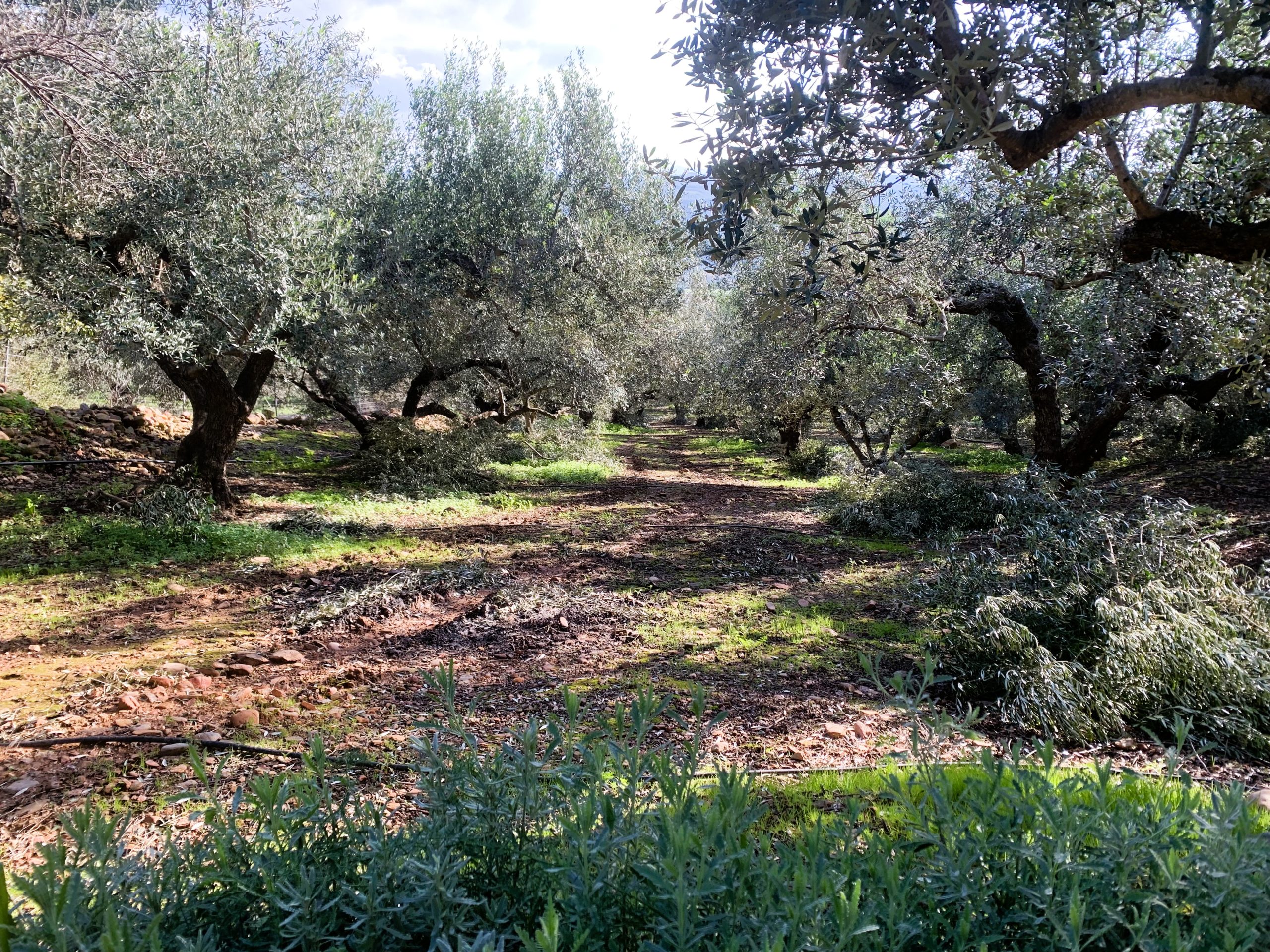 Bagordakis and Partners