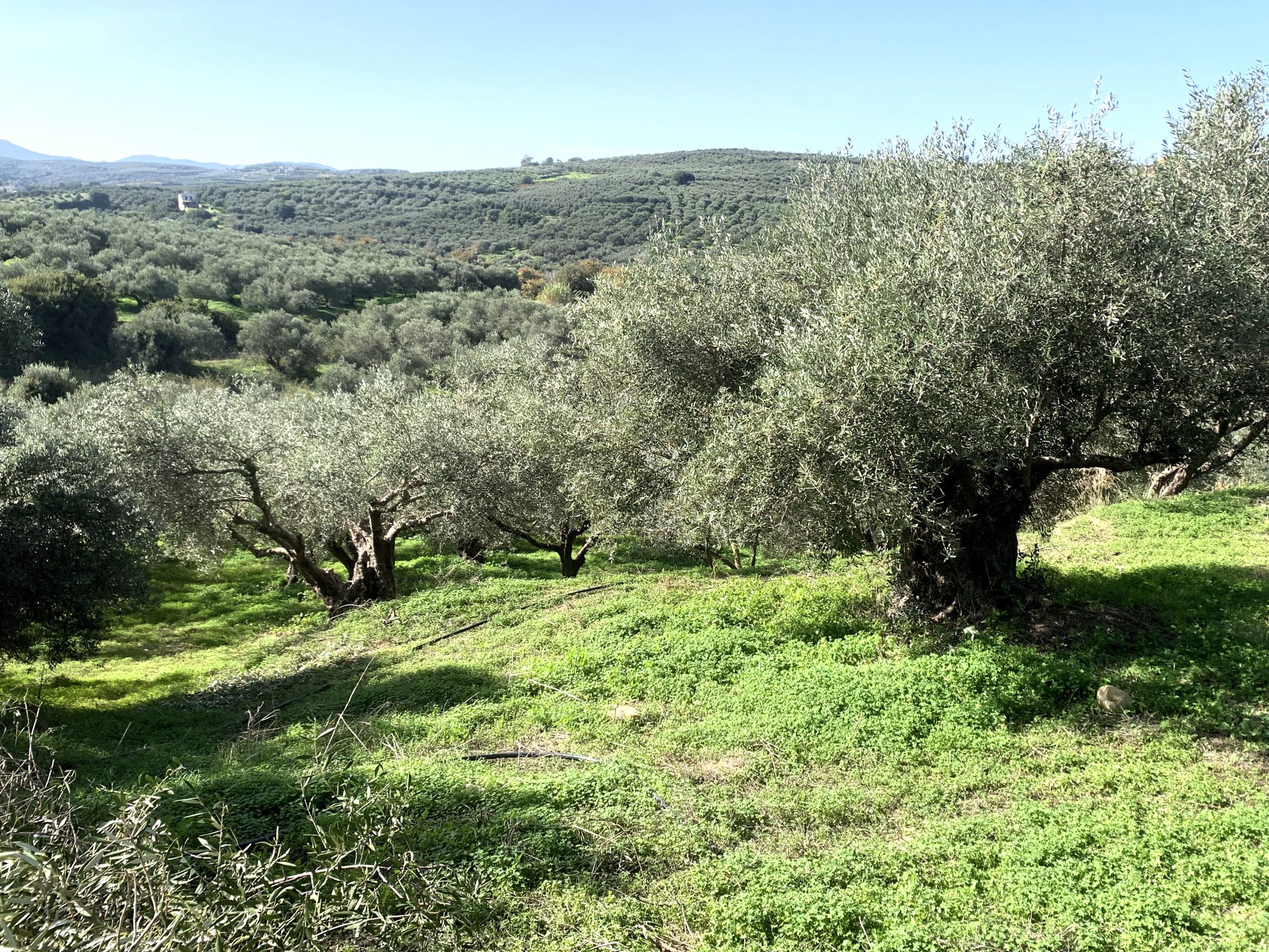 Bagordakis and Partners