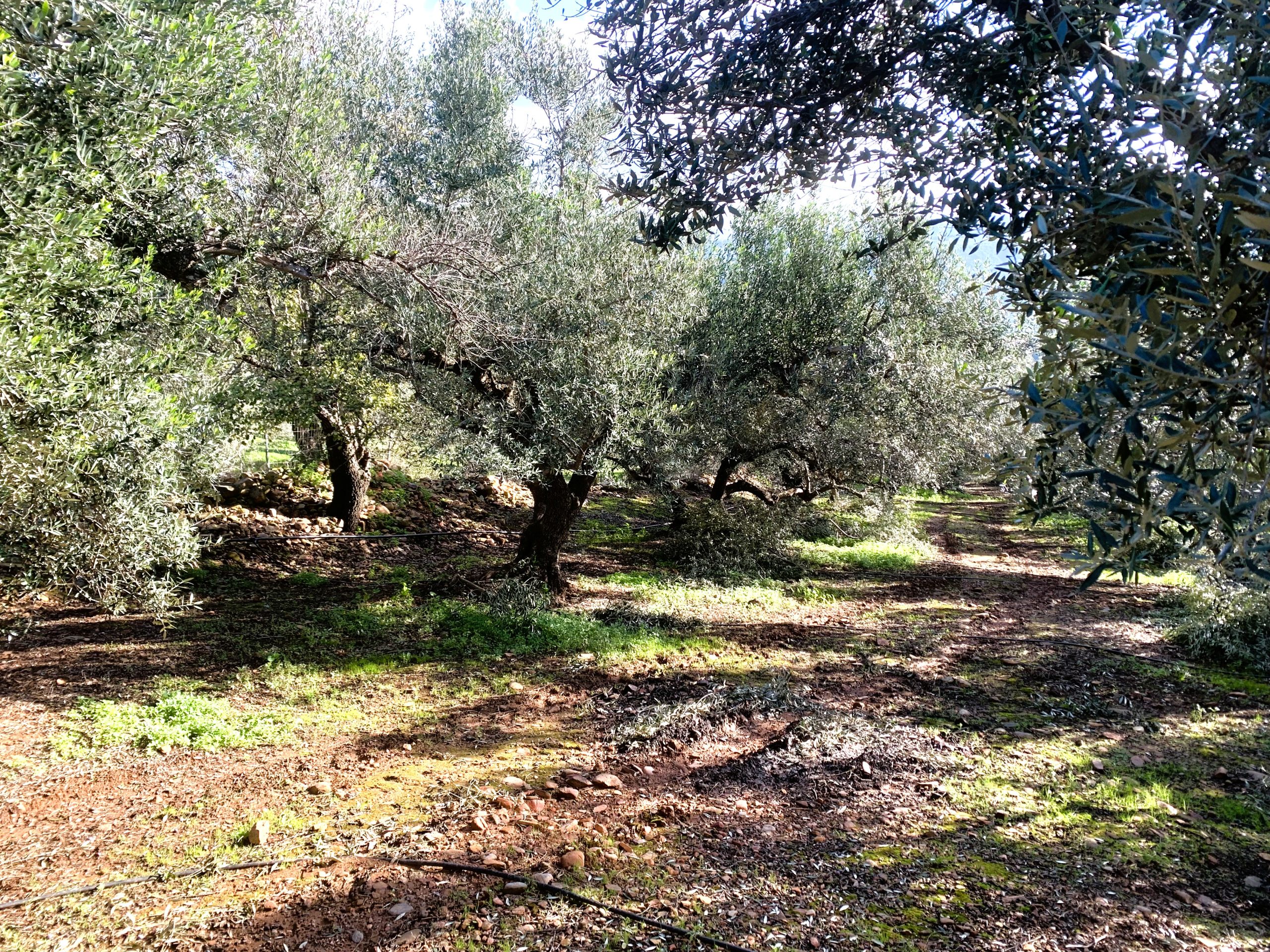 Bagordakis and Partners