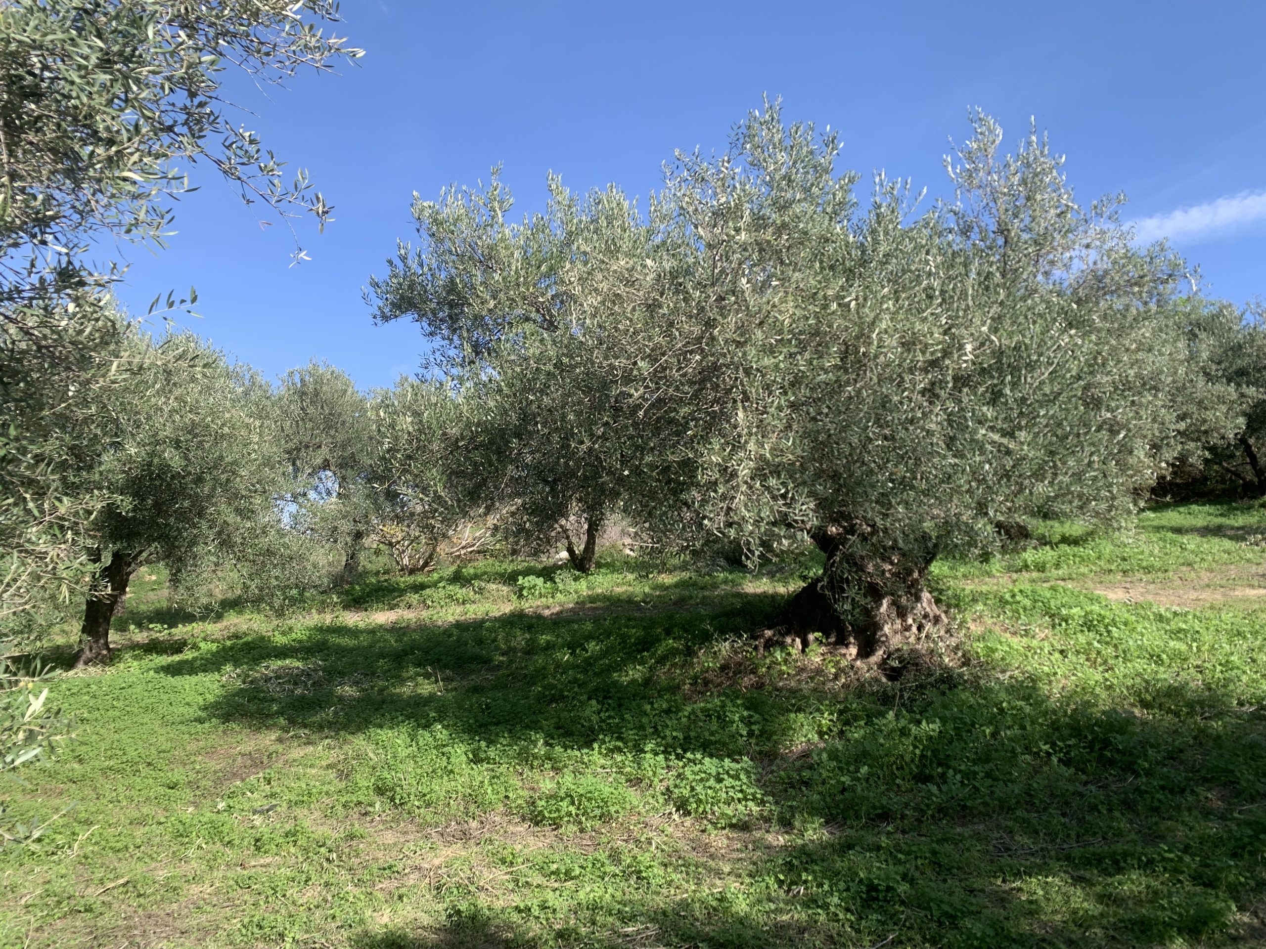 Bagordakis and Partners