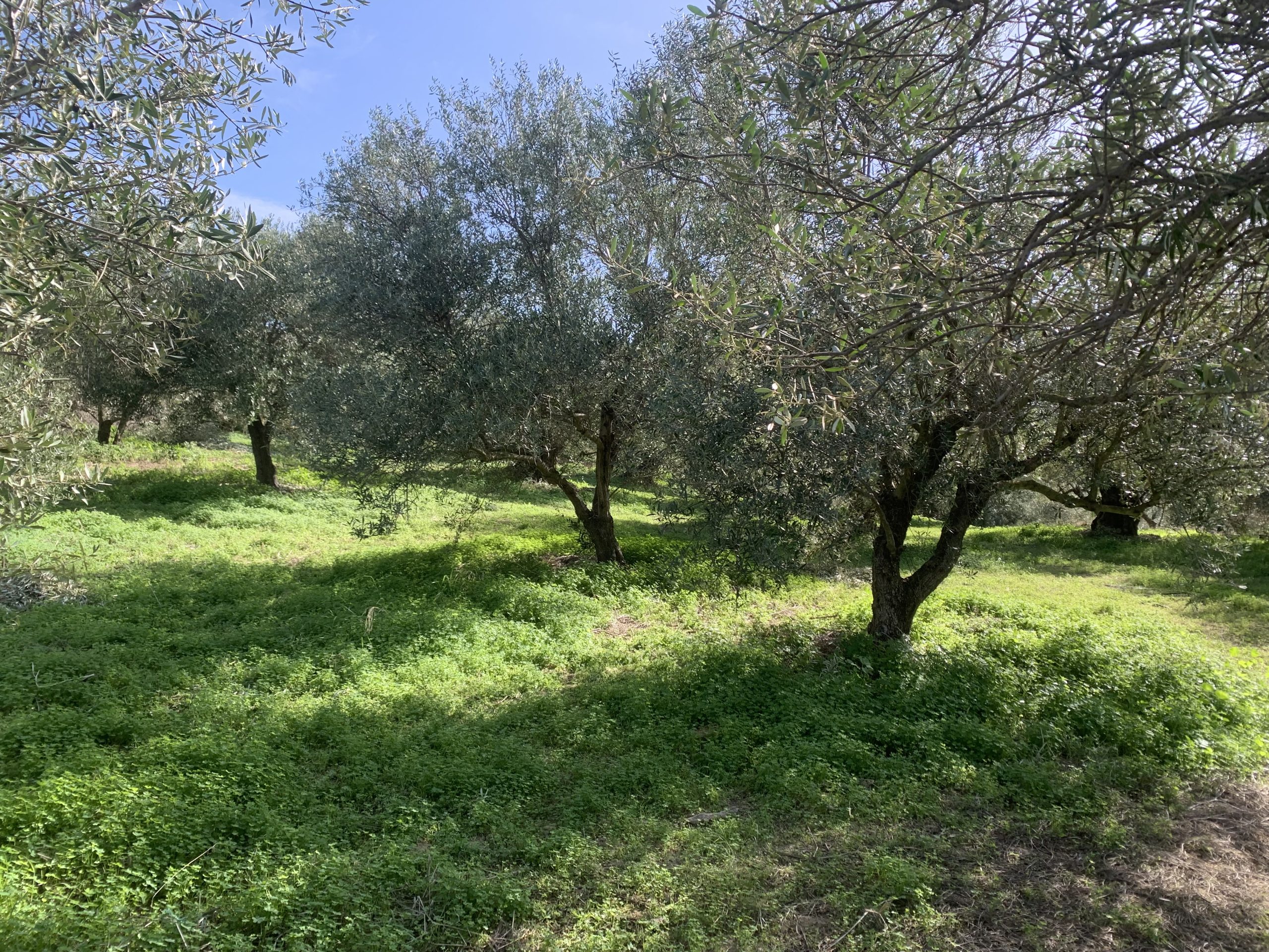 Bagordakis and Partners