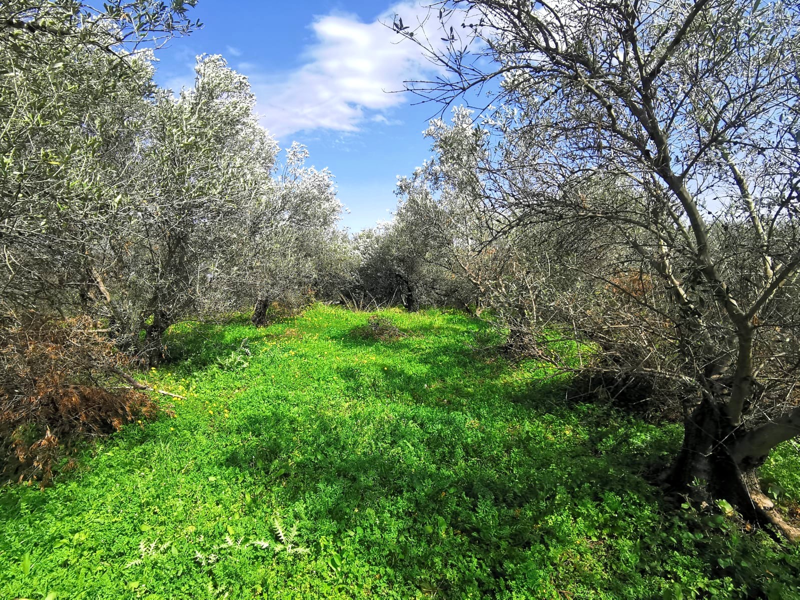Bagordakis and Partners