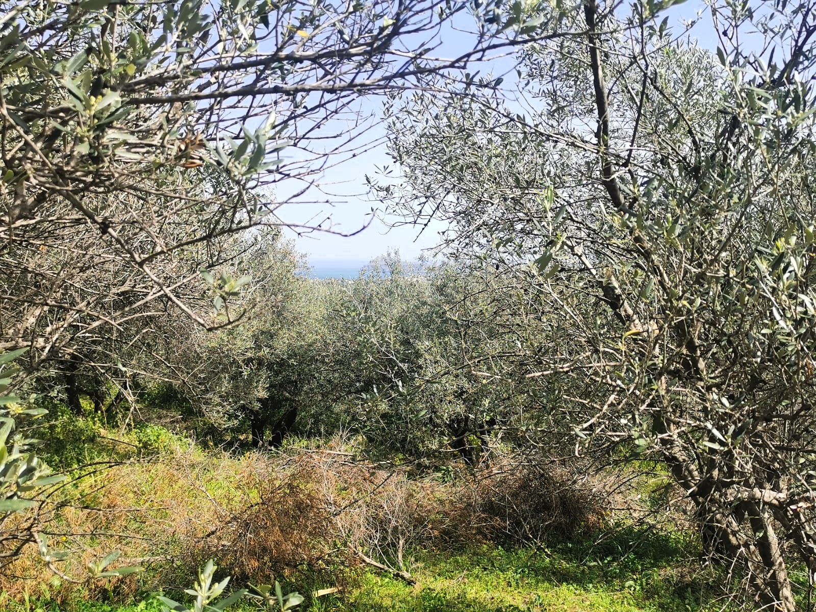 Bagordakis and Partners