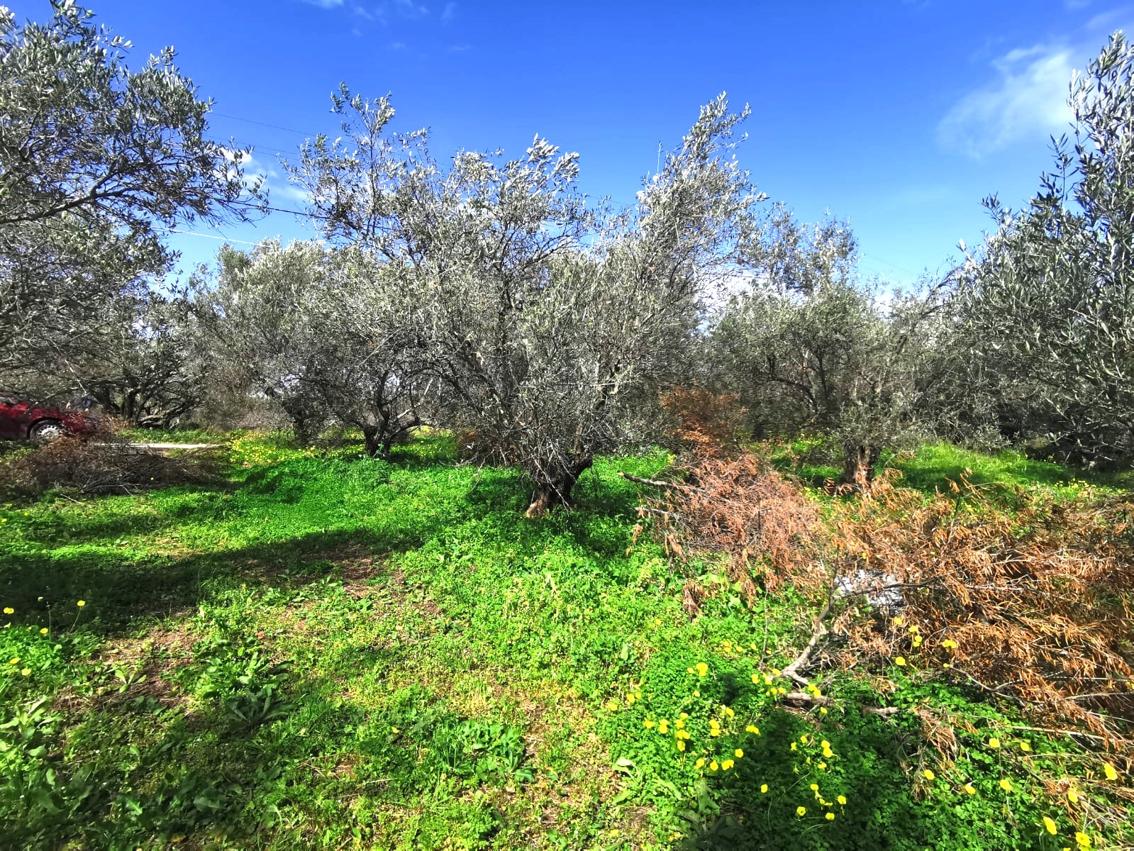 Bagordakis and Partners