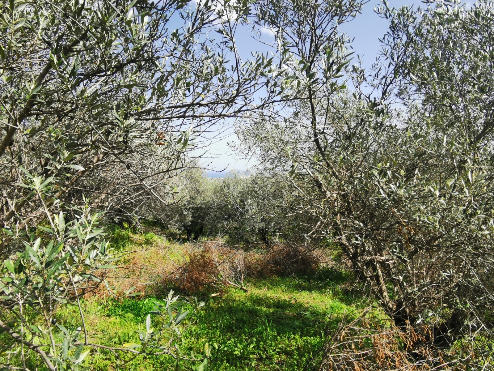 Bagordakis and Partners