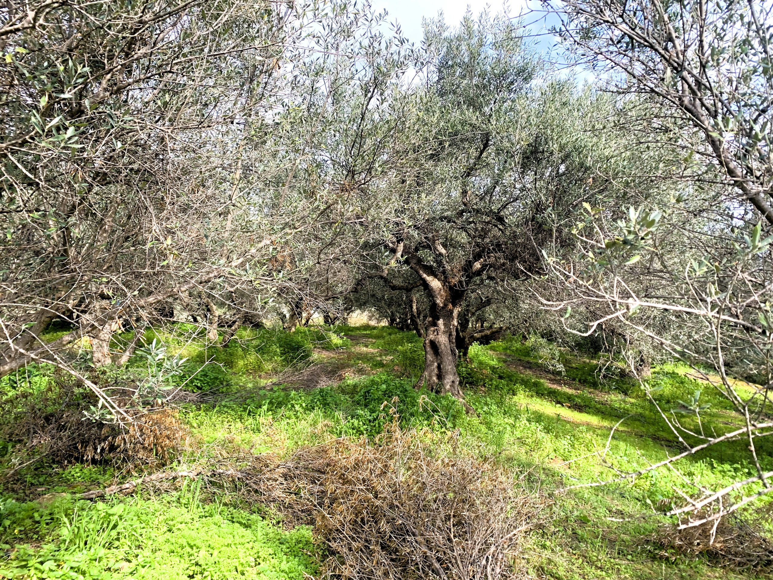 Bagordakis and Partners