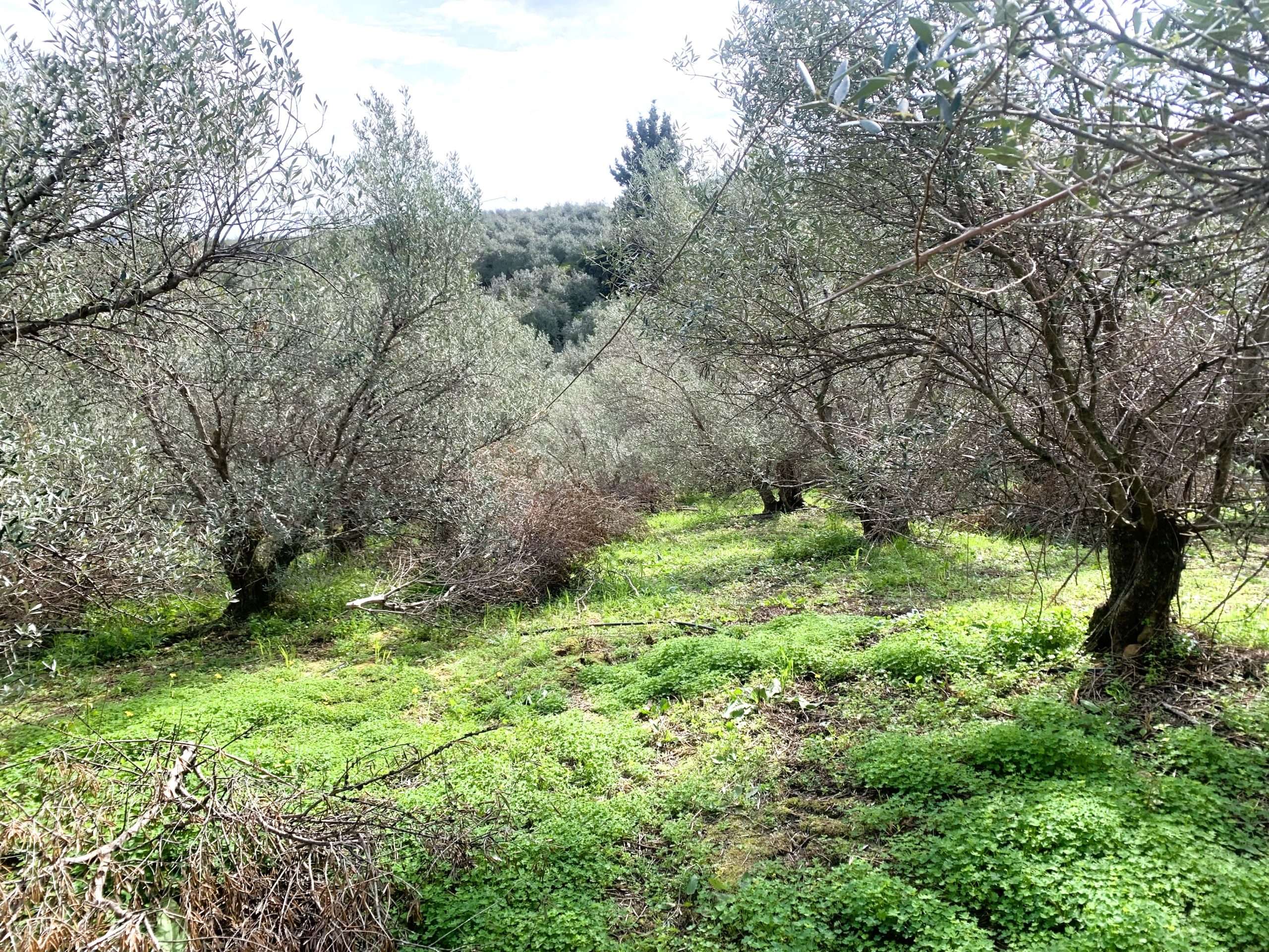 Bagordakis and Partners