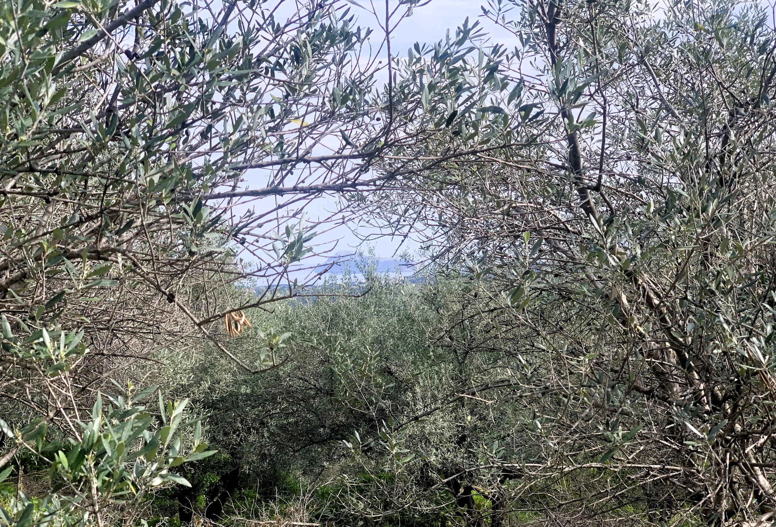 Bagordakis and Partners